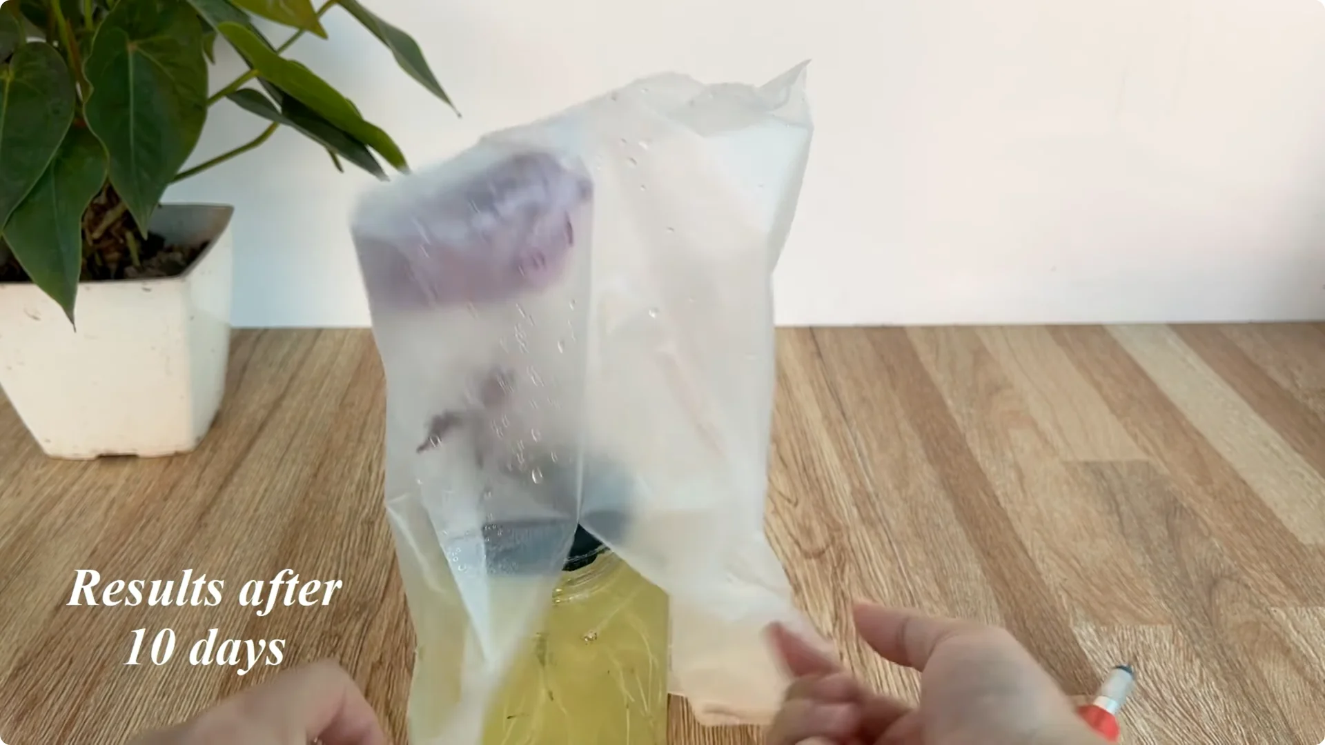 A Surprising Method to Propagate Roses Few Know About screenshot 6