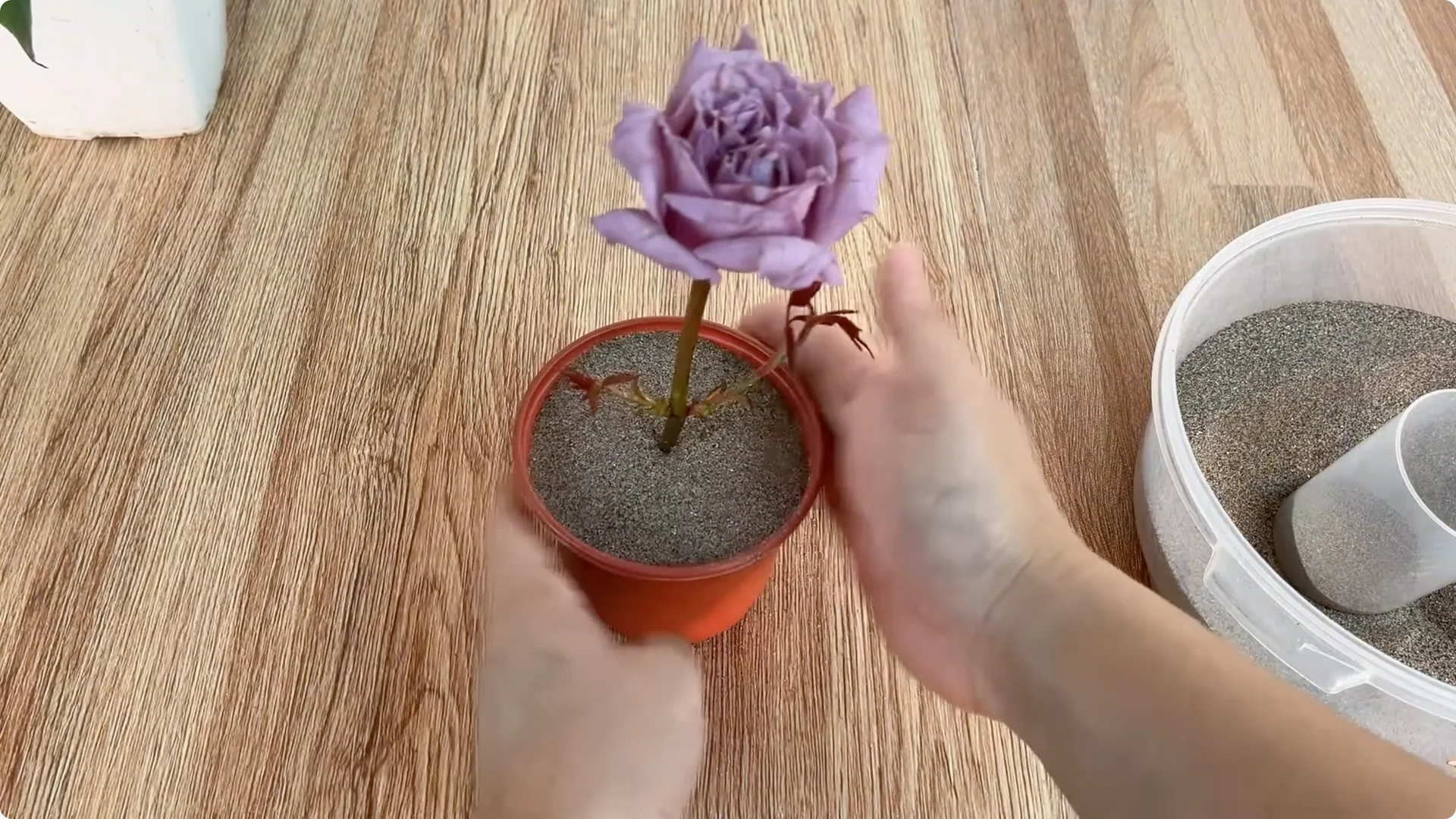 A Surprising Method to Propagate Roses Few Know About screenshot 8