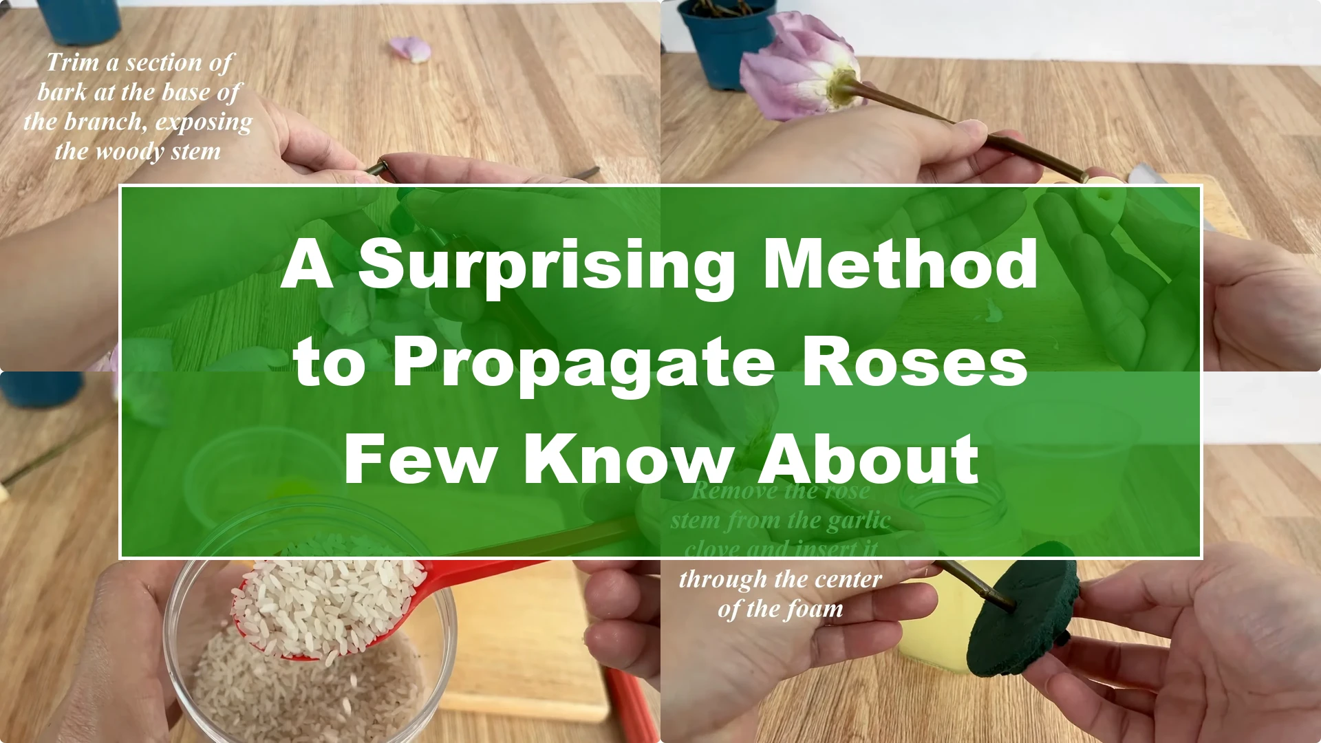 A Surprising Method to Propagate Roses Few Know About - Featured Image