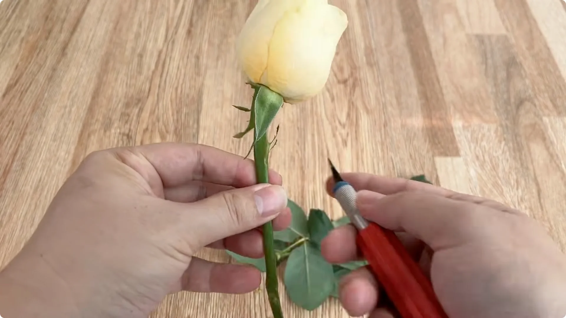 Discover a Simple, Effective Method to Propagate Roses screenshot 2