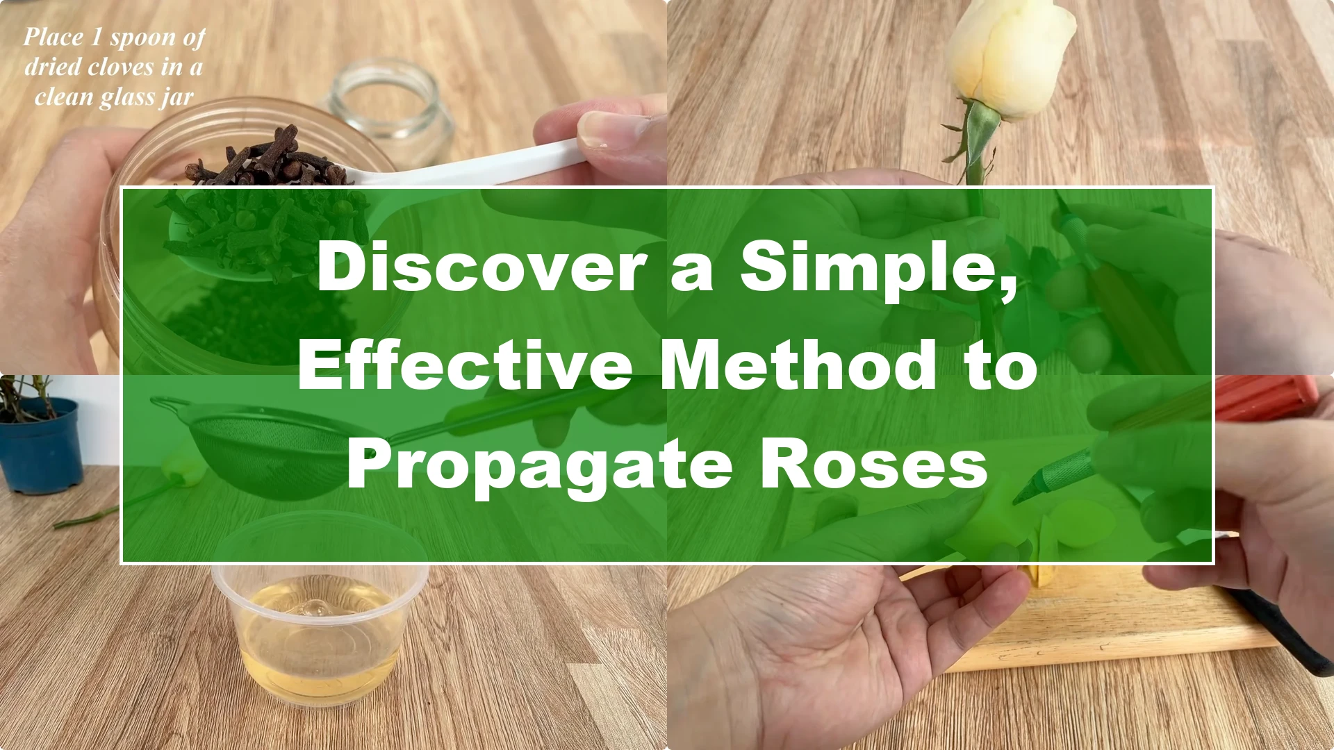 Discover a Simple, Effective Method to Propagate Roses - Featured Image