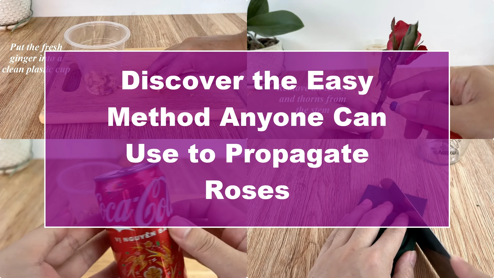 Discover the Easy Method Anyone Can Use to Propagate Roses - Featured Image