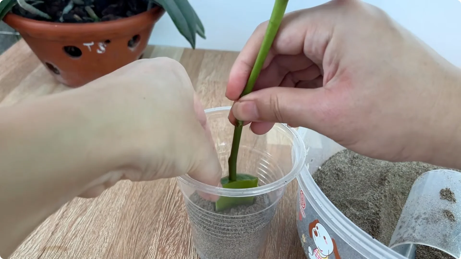 Discover the Surprising Method to Propagate Roses Easily screenshot 9