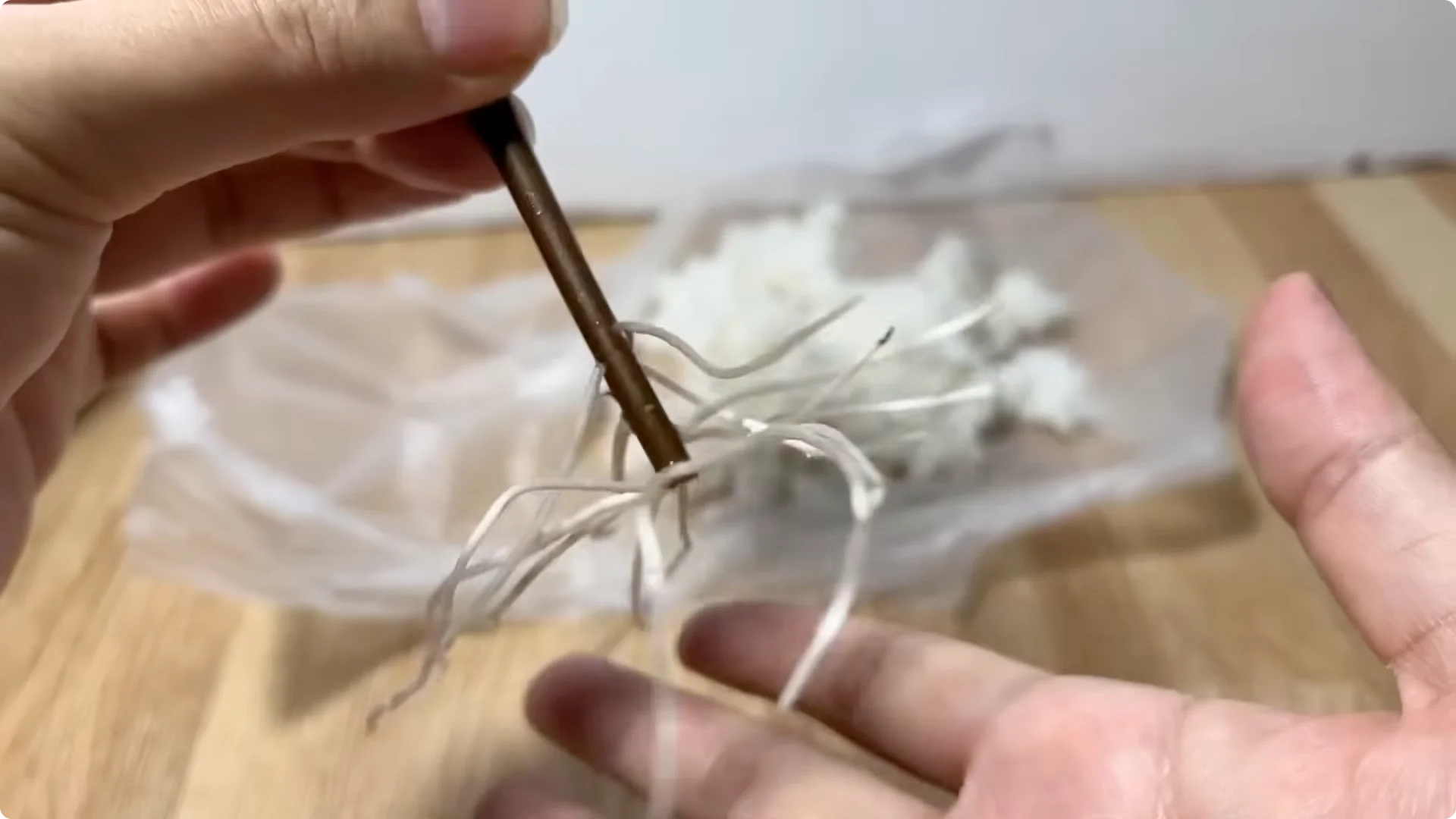 How an Egg Sparked Rose Branches to Root and Bloom Abundantly screenshot 8