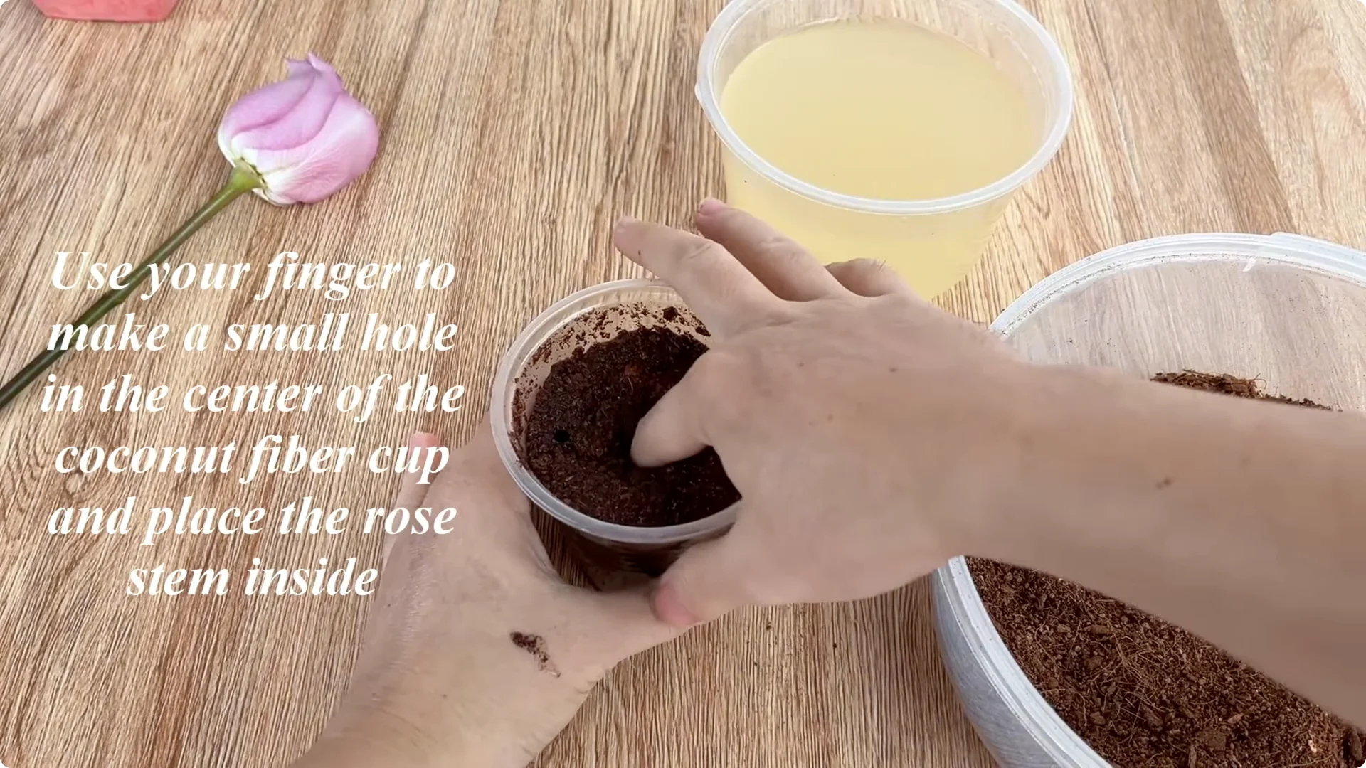 How Beer Helps Roses Root and Sprout Faster screenshot 6
