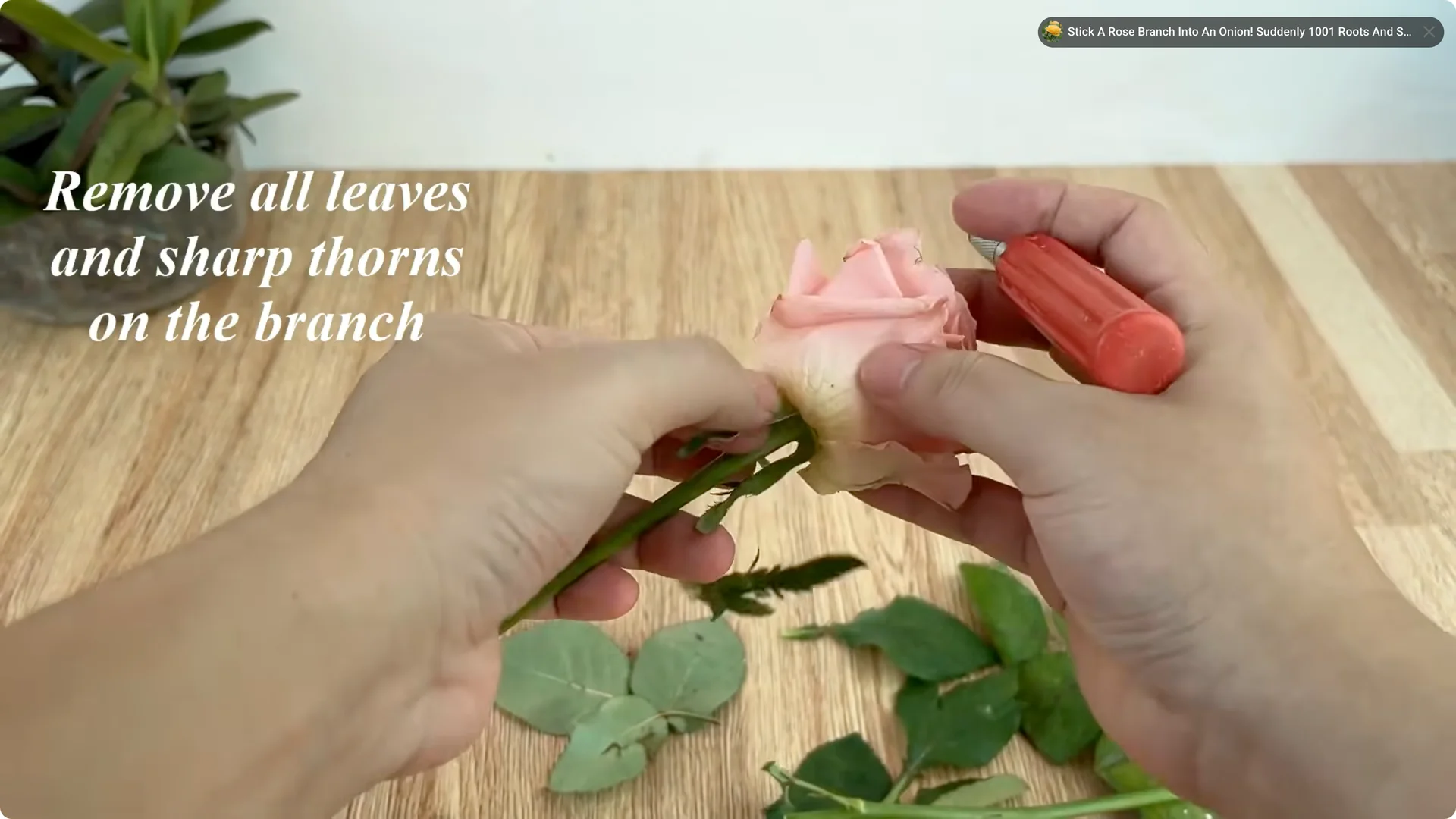 How Coca-Cola Can Help You Grow Roses Easily and Affordably screenshot 1