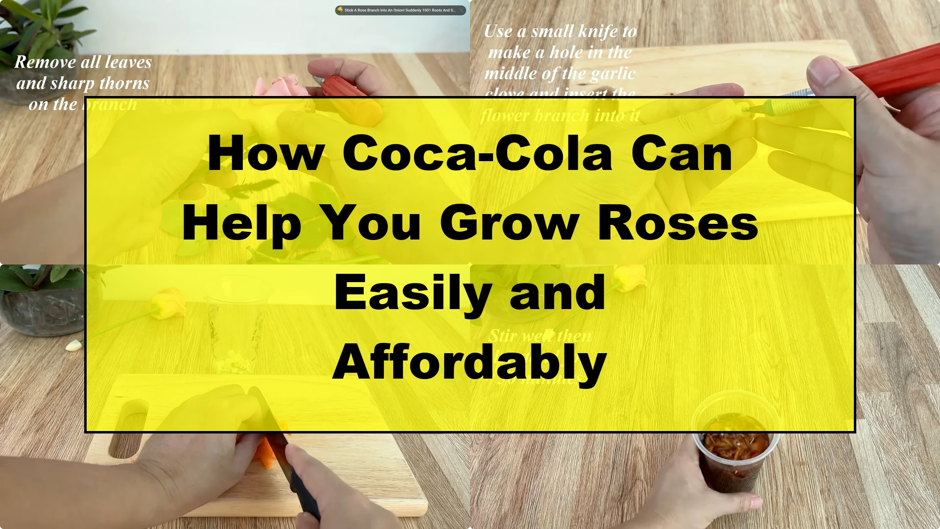 How Coca-Cola Can Help You Grow Roses Easily and Affordably - Featured Image