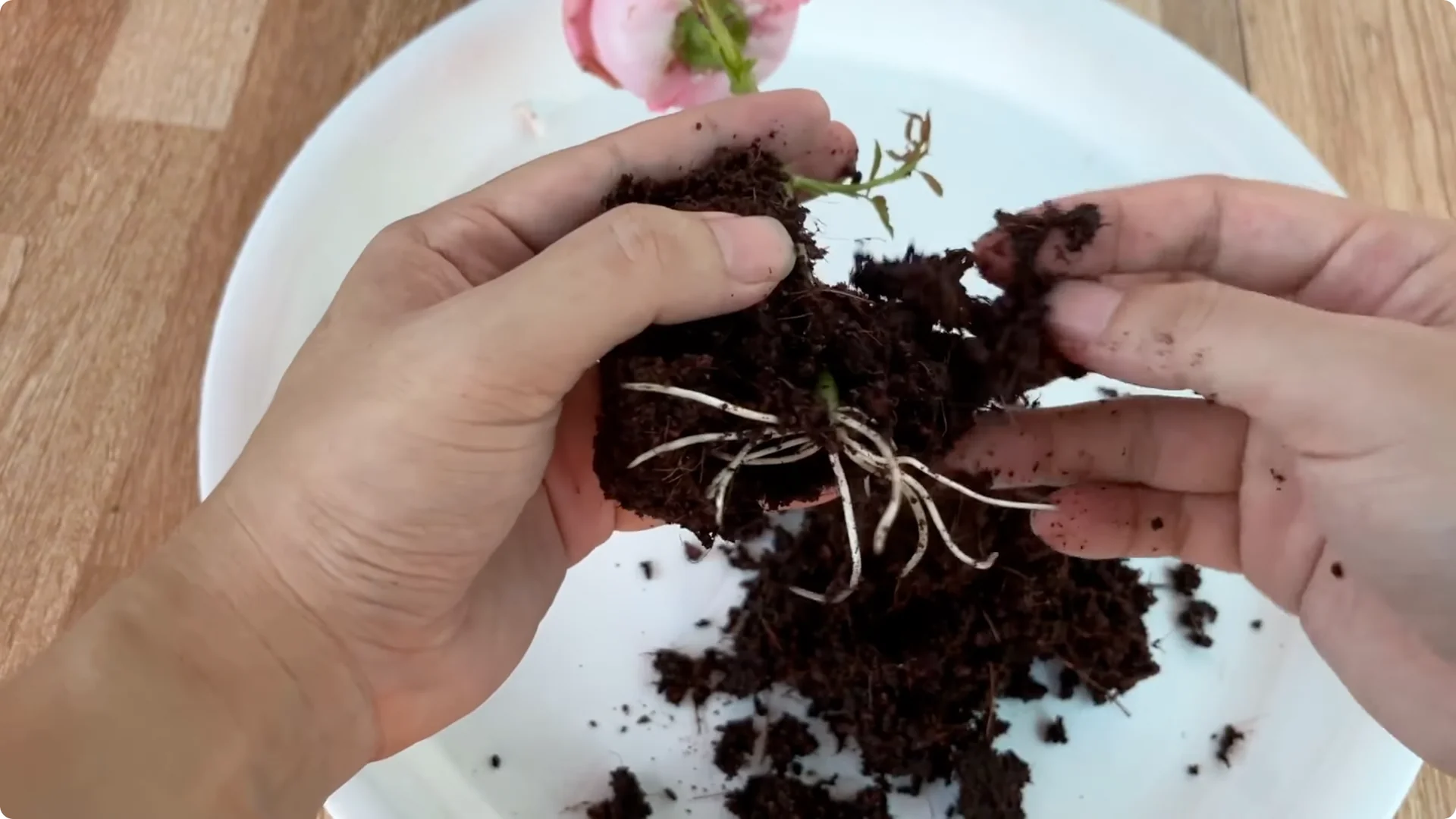 How Coffee Boosts Rose Cutting Propagation Fast and Effectively screenshot 11