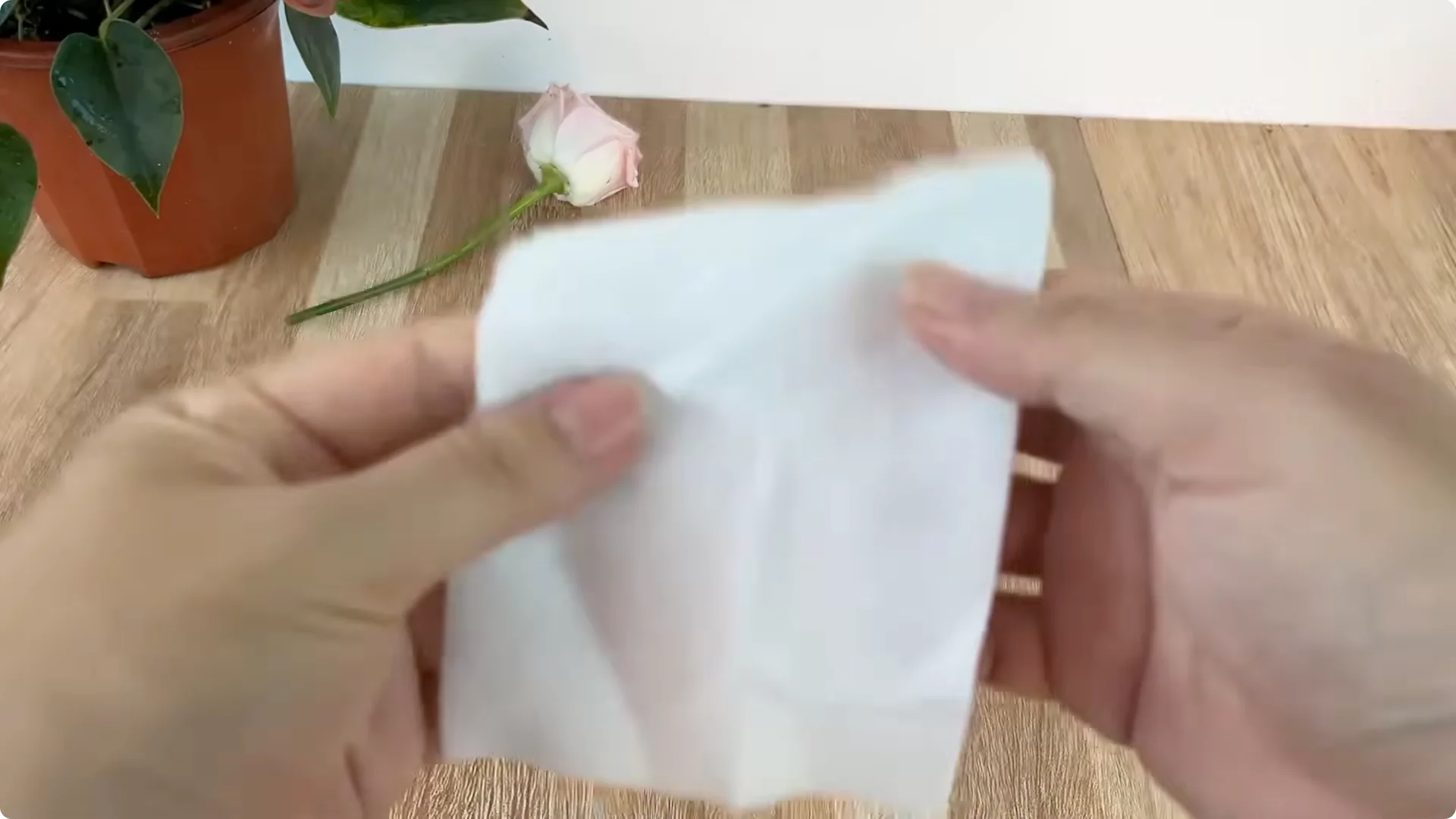 How Coffee Transforms Your Rose Plant’s Roots and Blooms screenshot 10