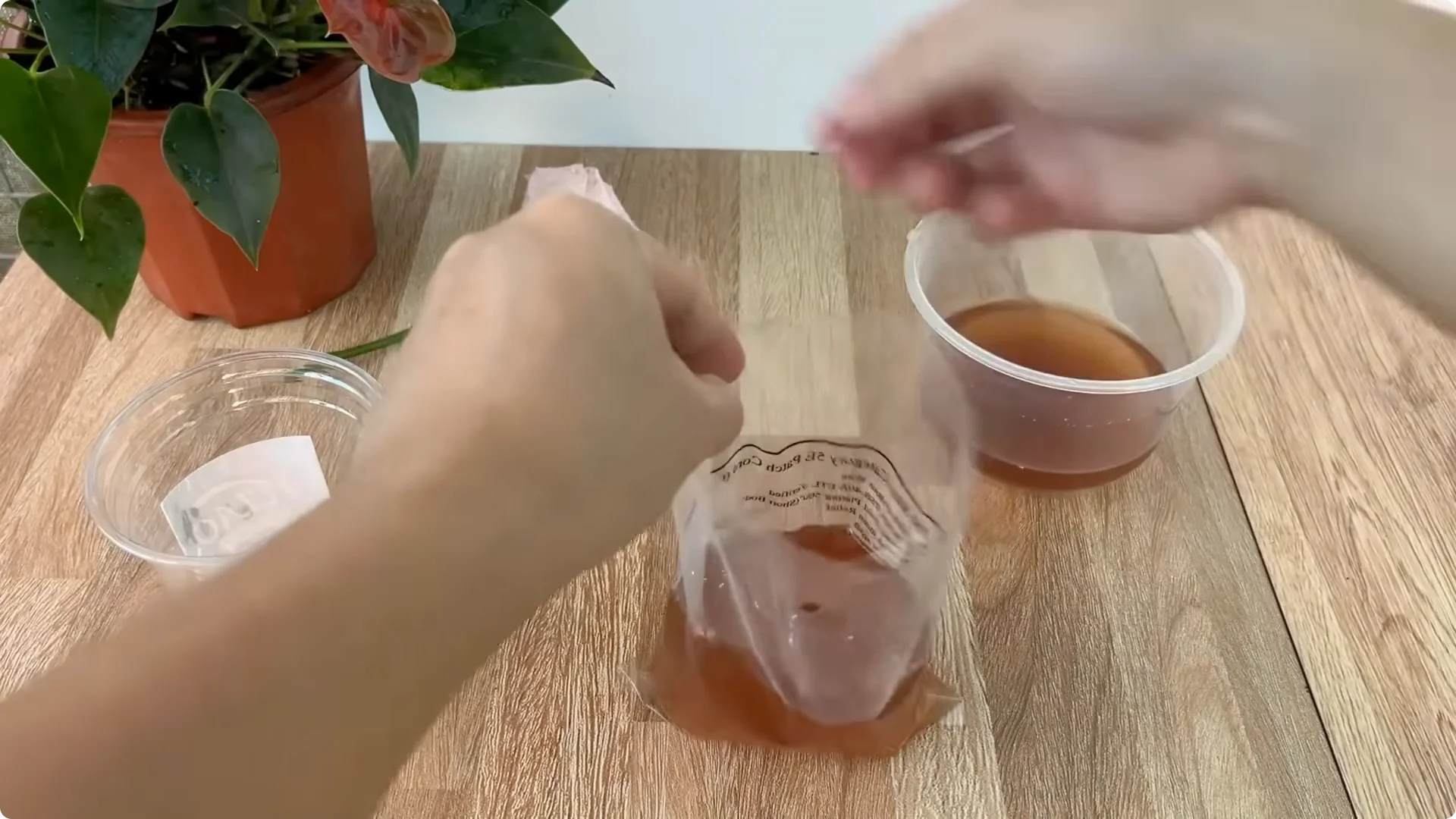 How Coffee Transforms Your Rose Plant’s Roots and Blooms screenshot 13