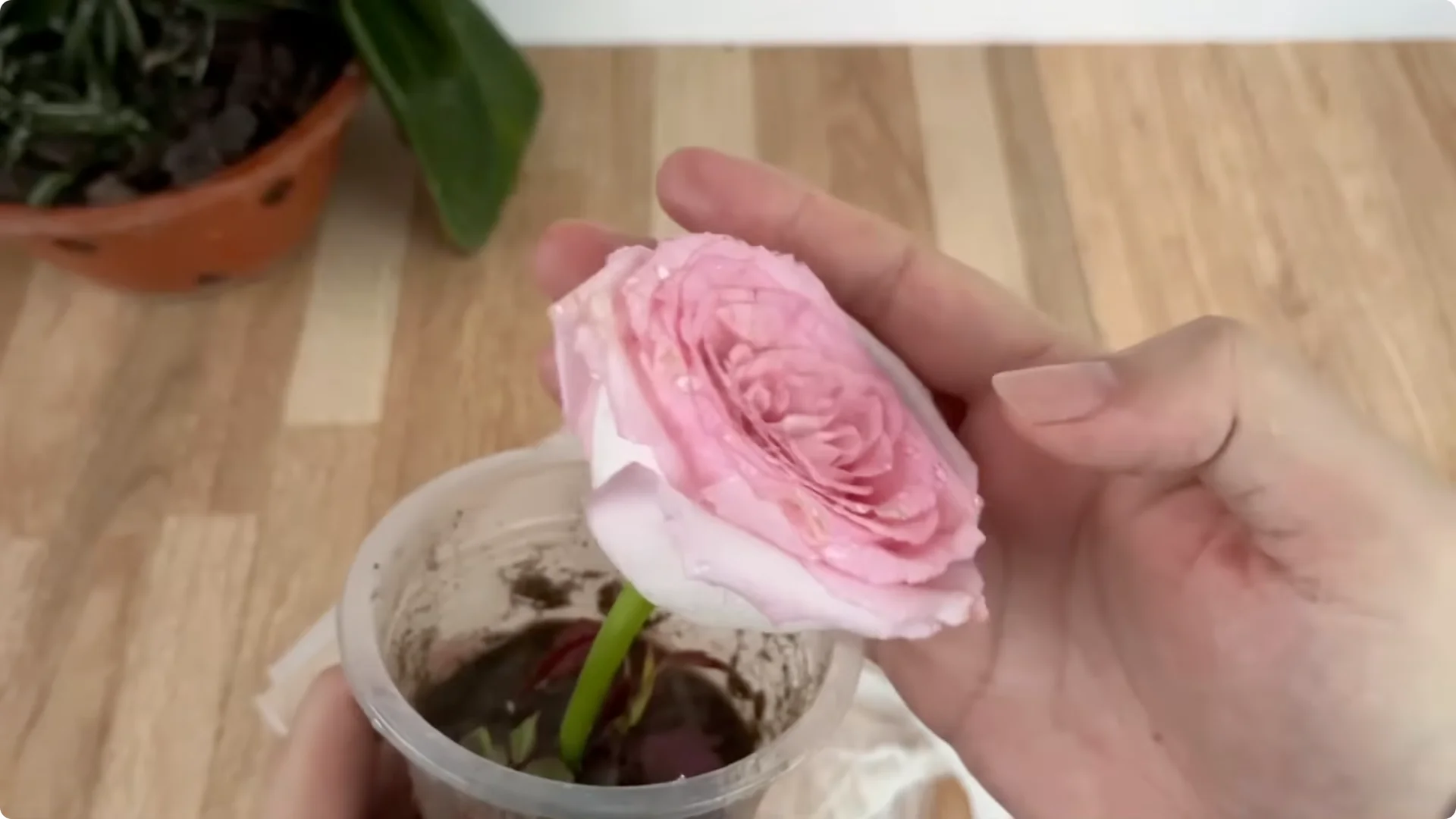 How Coffee Transforms Your Rose Plant’s Roots and Blooms screenshot 7