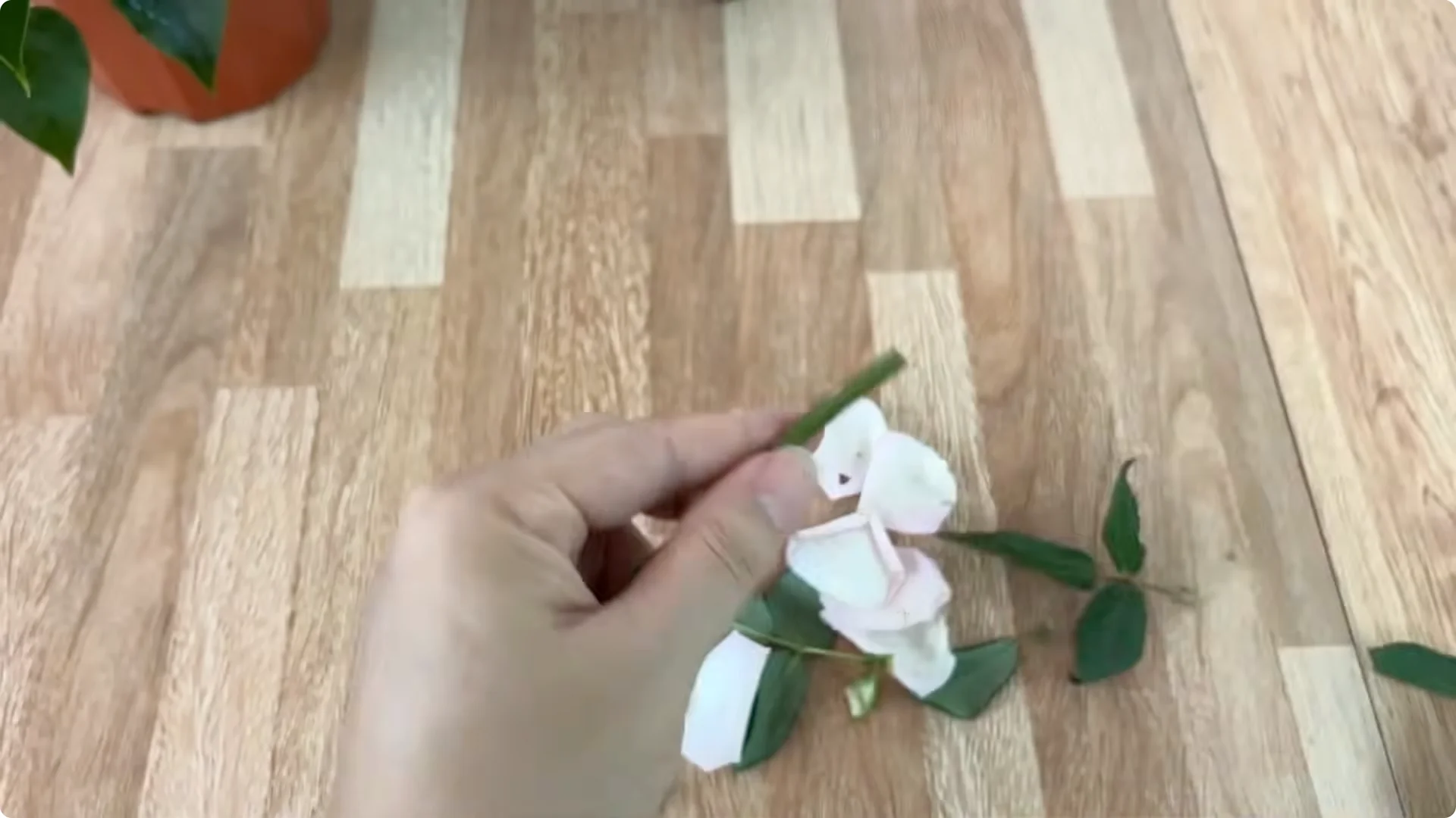 How Coffee Transforms Your Rose Plant’s Roots and Blooms screenshot 9