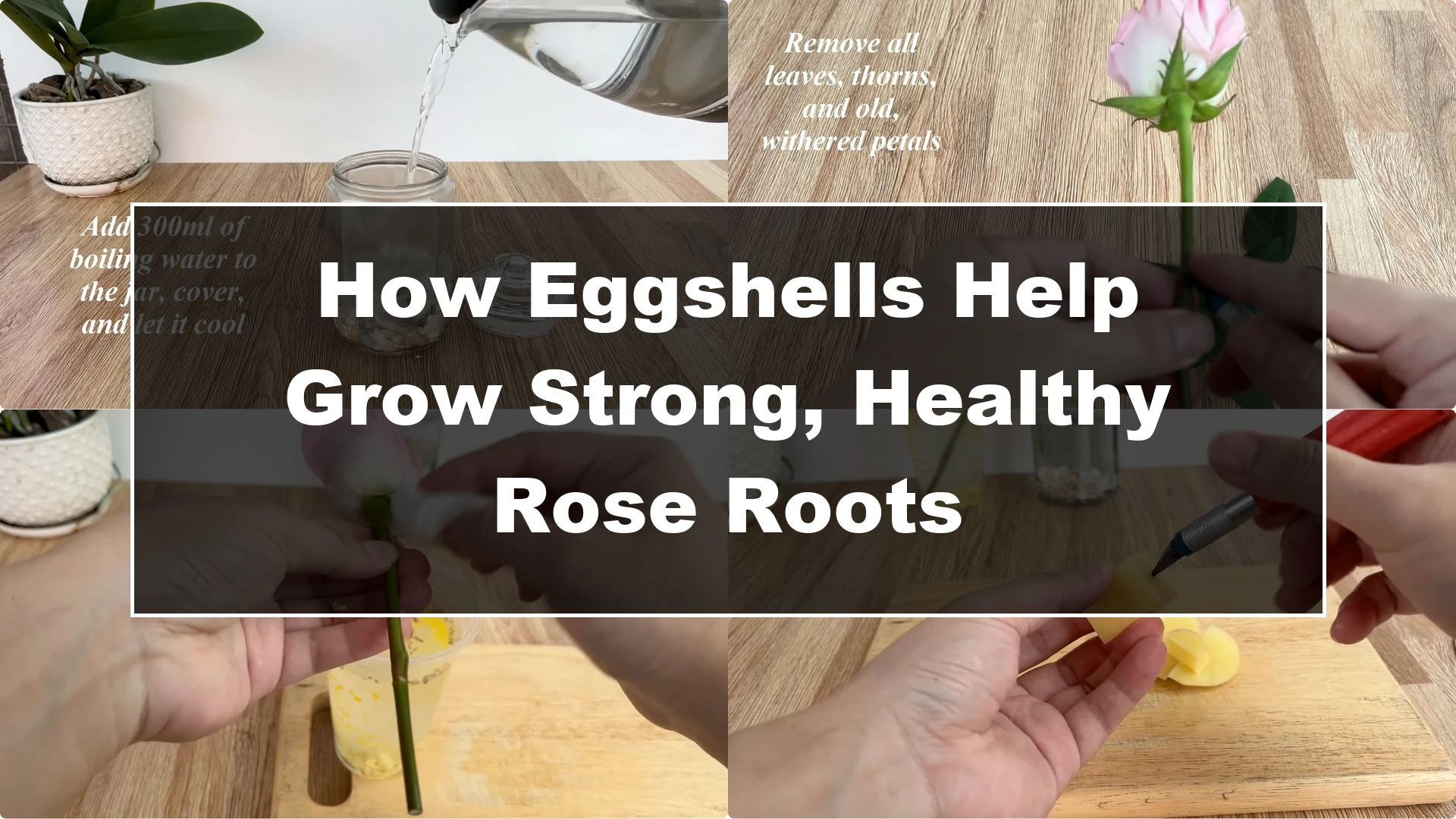 How Eggshells Help Grow Strong, Healthy Rose Roots - Featured Image