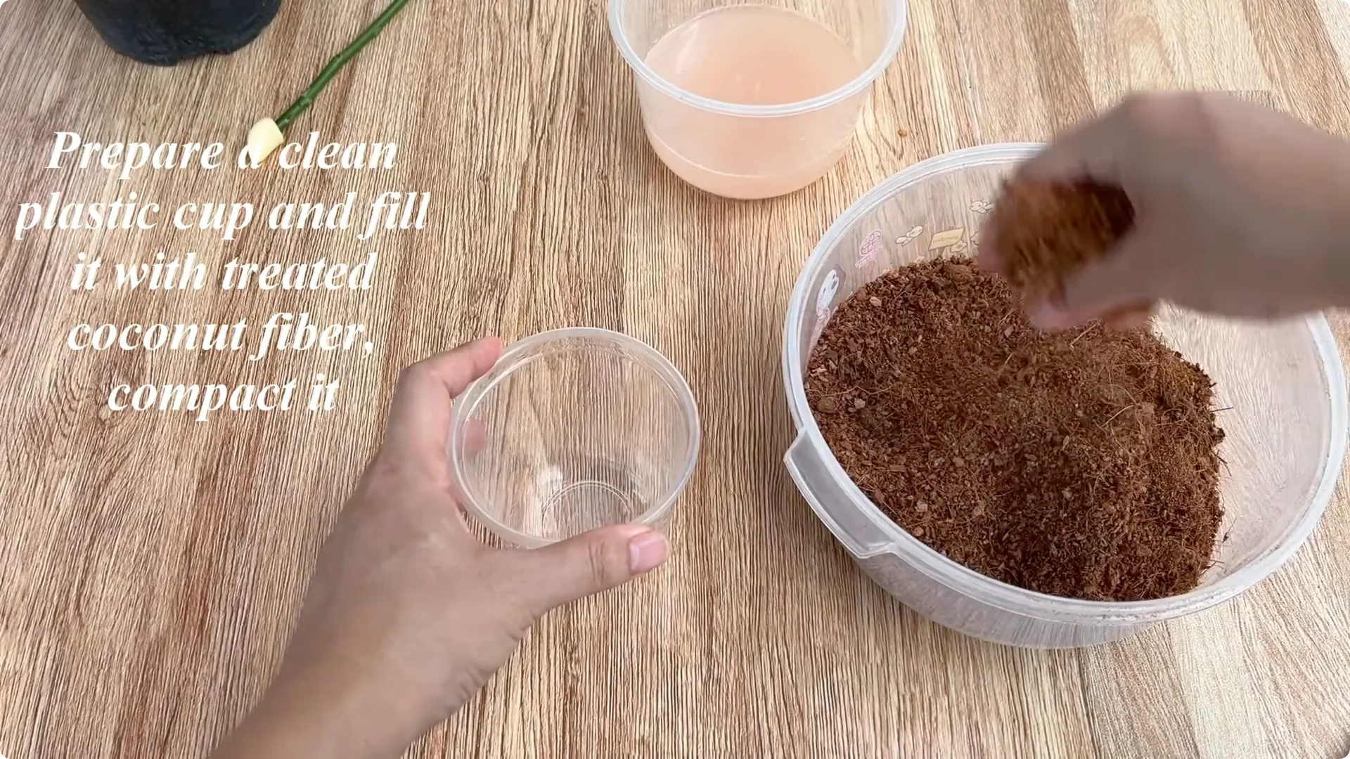 How Garlic Helps Rose Cuttings Root Fast: Simple Propagation Tips screenshot 4