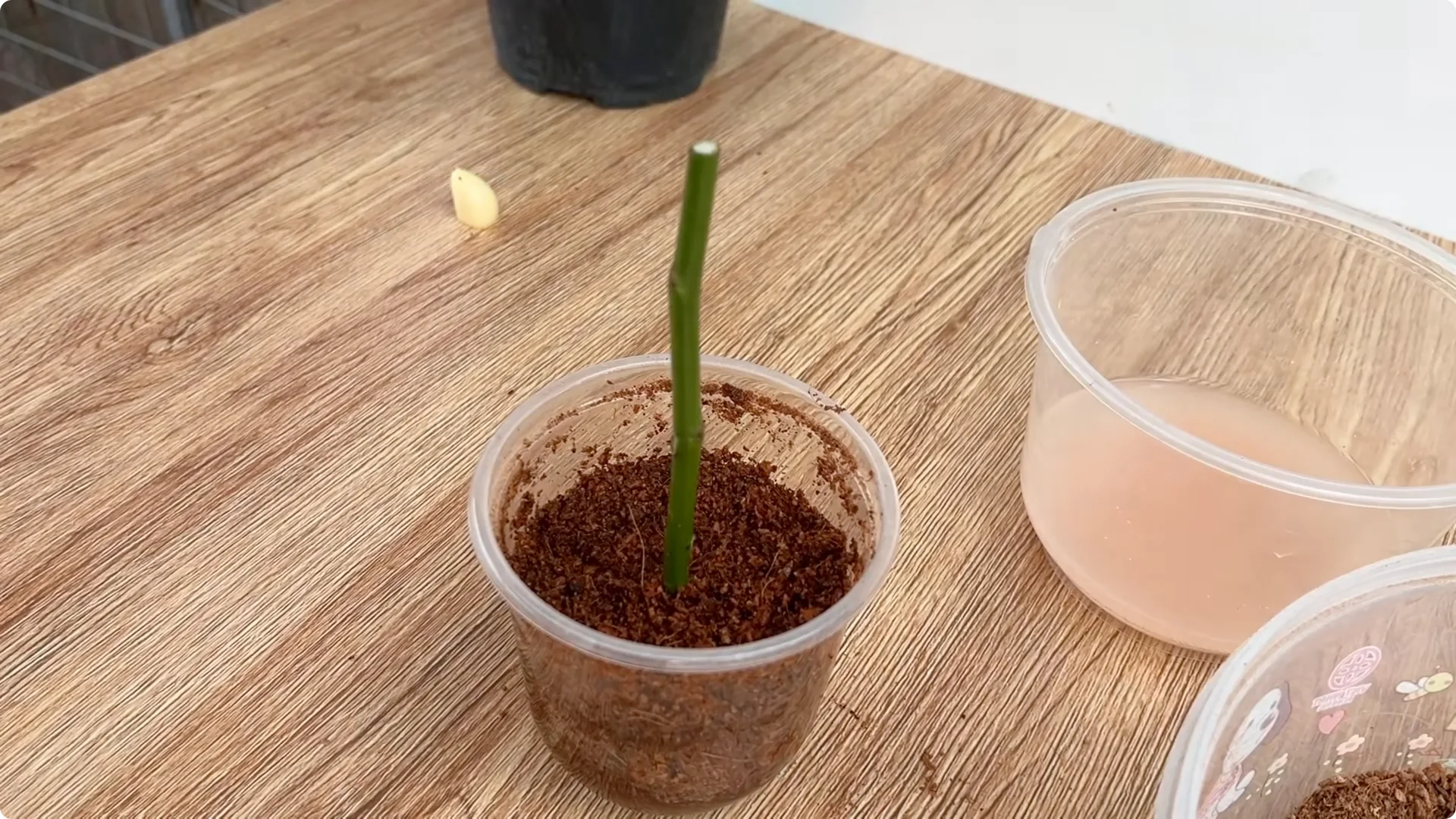 How Garlic Helps Rose Cuttings Root Fast: Simple Propagation Tips screenshot 6