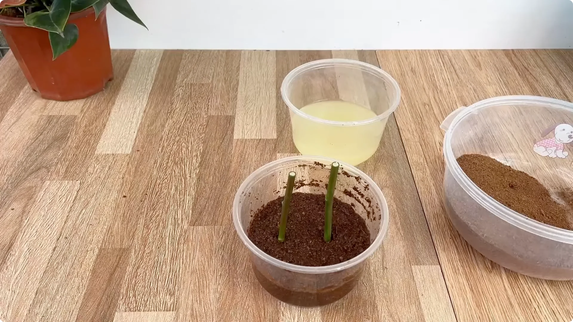 How Just 1 Cup Can Grow a Rose Plant with Abundant Roots and Flowers screenshot 7