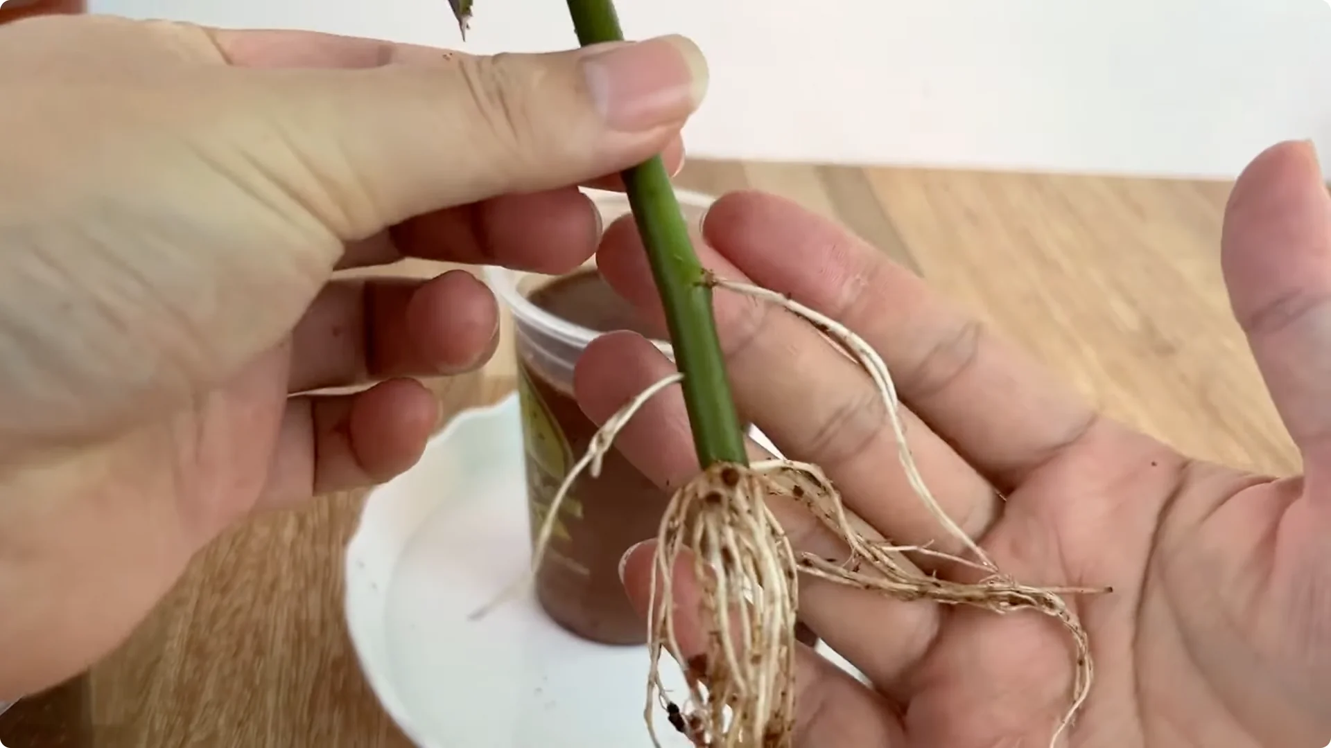 How Just 1 Cup Can Grow a Rose Plant with Abundant Roots and Flowers screenshot 8