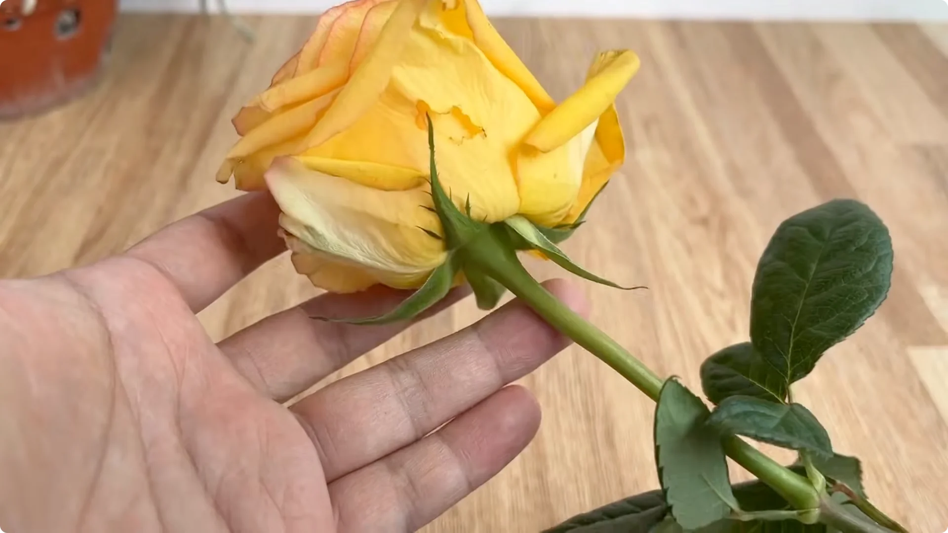How Lemons Can Boost Rose Root Growth and Blooming screenshot 1