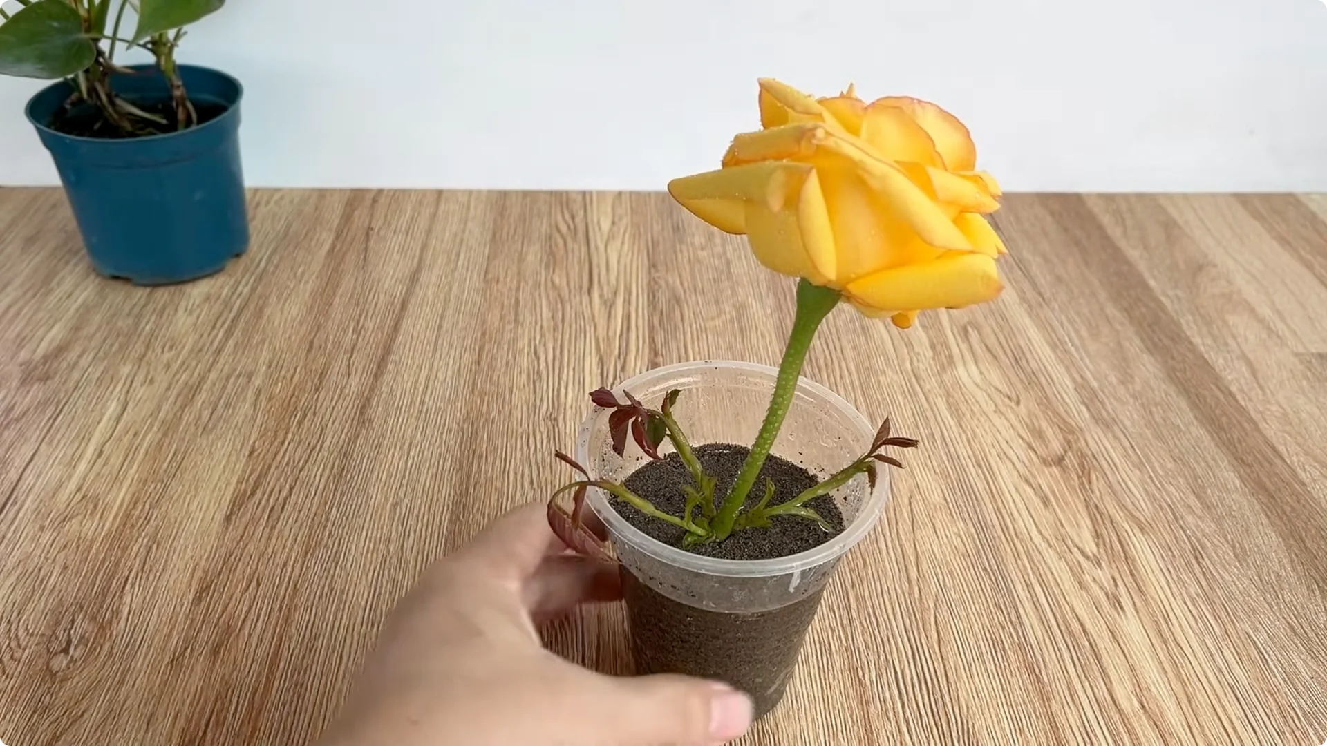 How Lemons Can Boost Rose Root Growth and Blooming screenshot 24