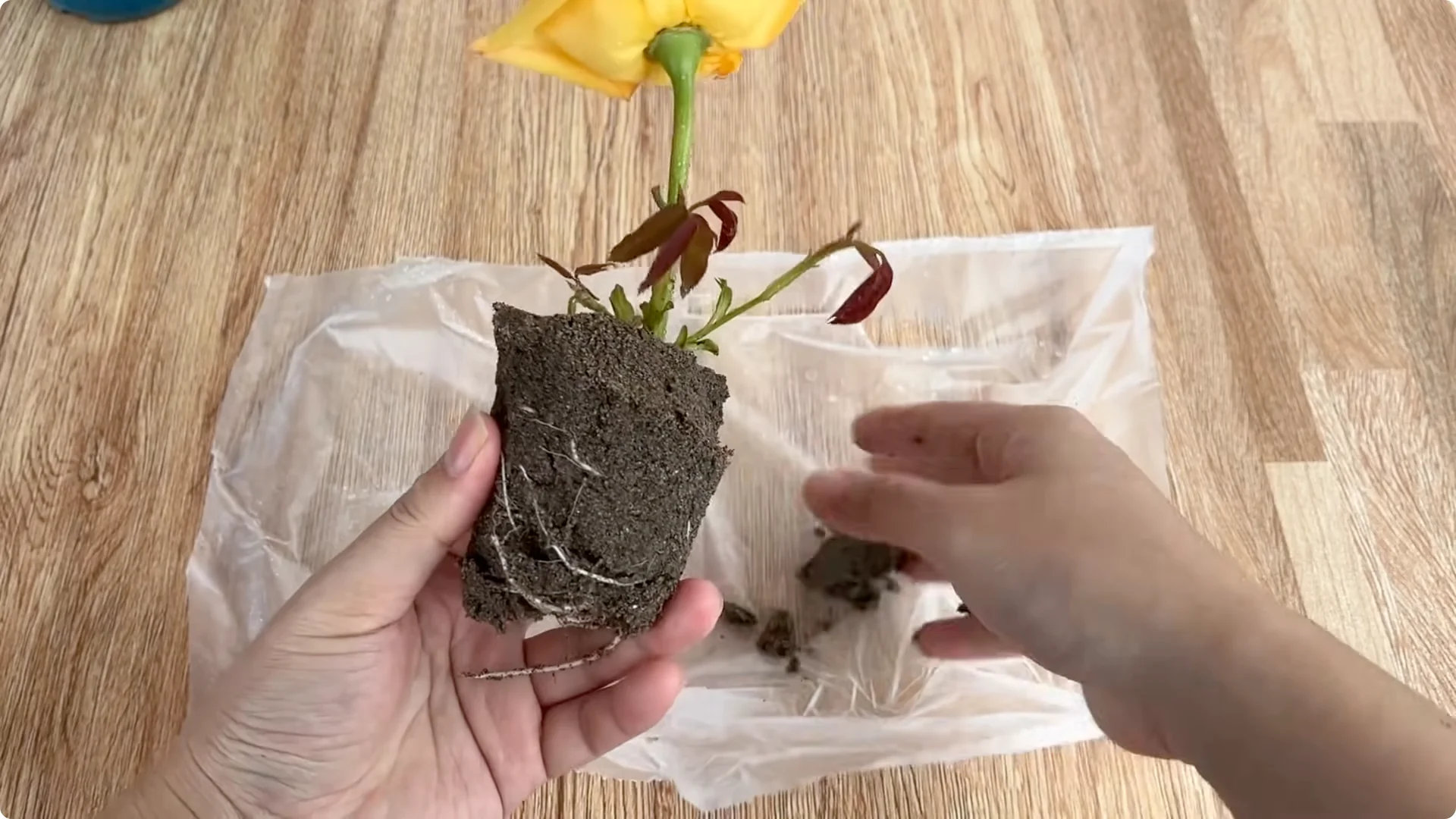 How Lemons Can Boost Rose Root Growth and Blooming screenshot 25