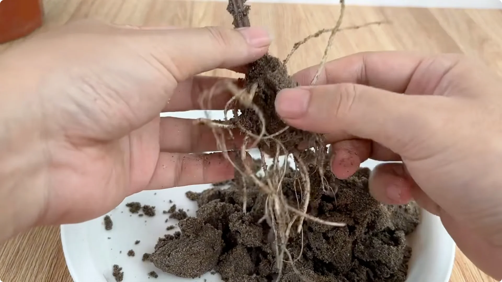 How One Cup Can Transform Your Rose Plant’s Growth and Blooms screenshot 10