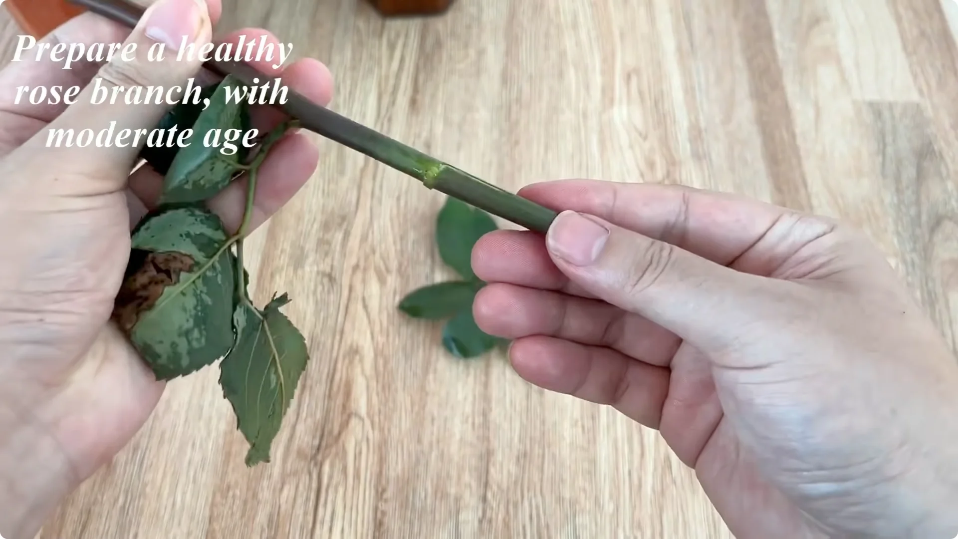 How One Cup Can Transform Your Rose Plant’s Growth and Blooms screenshot 2