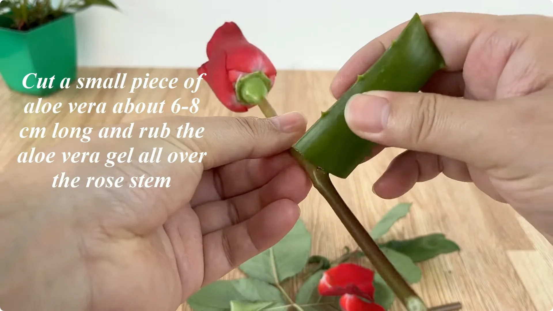 How One Cup Sparks Rapid Growth in Rose Branches screenshot 4