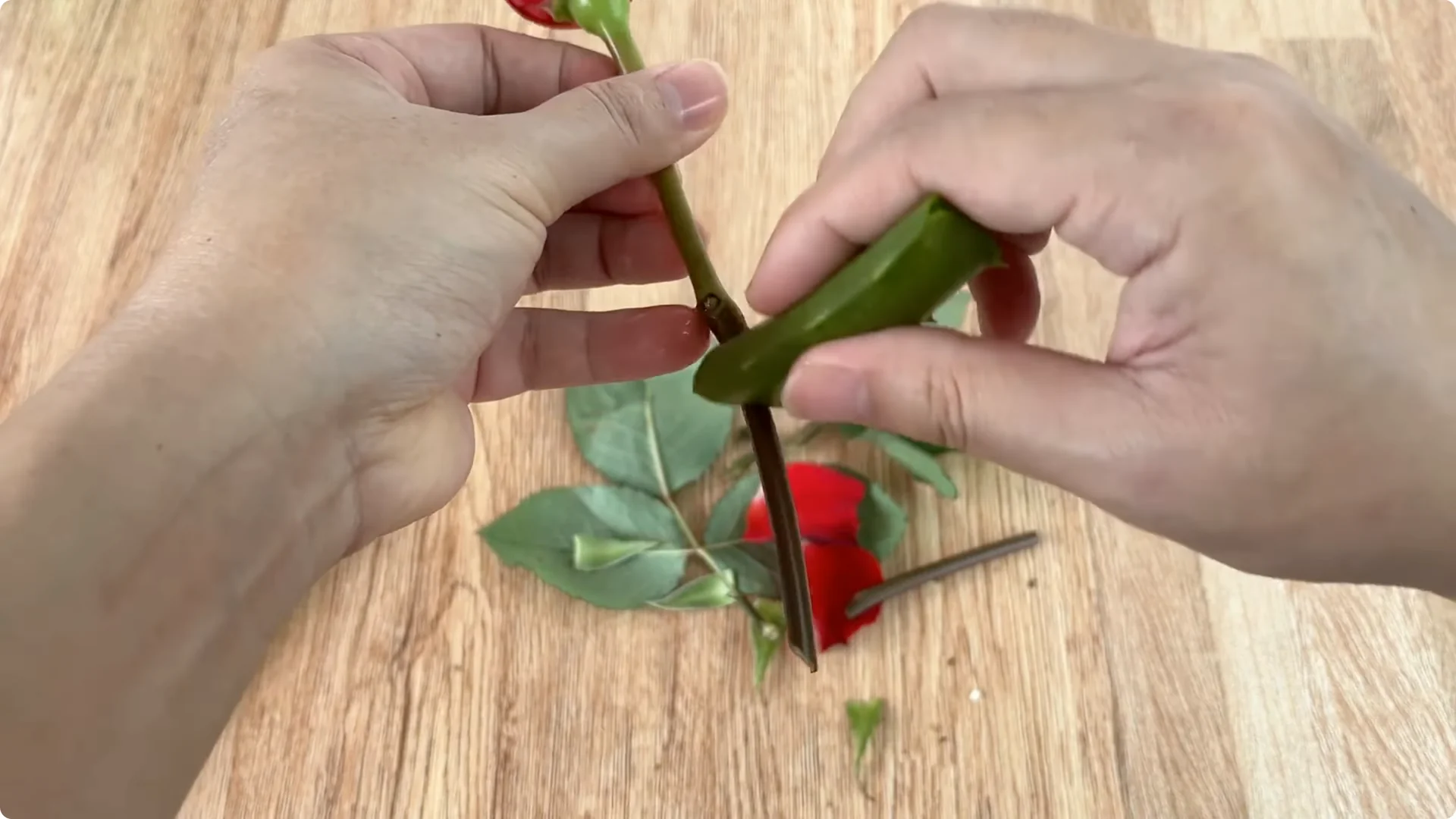 How One Cup Sparks Rapid Growth in Rose Branches screenshot 5