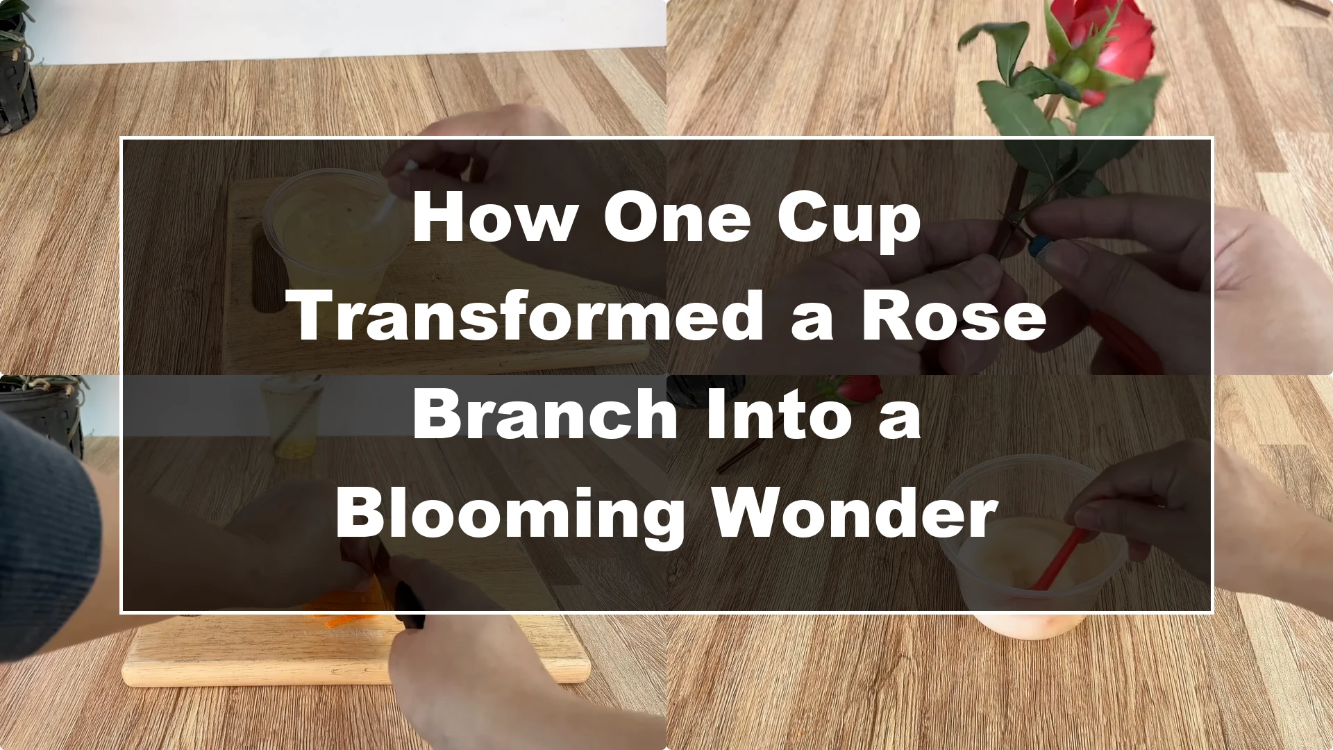 How One Cup Transformed a Rose Branch Into a Blooming Wonder - Featured Image