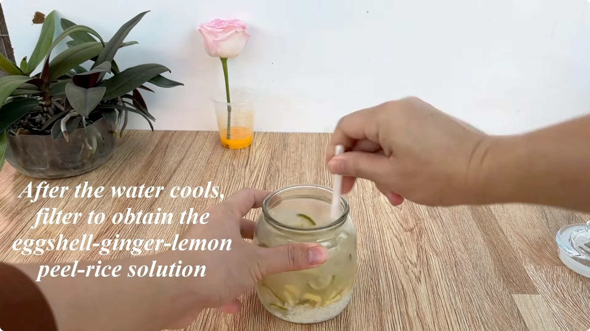 How One Egg Can Transform Your Rose Plant’s Roots and Blooms screenshot 7
