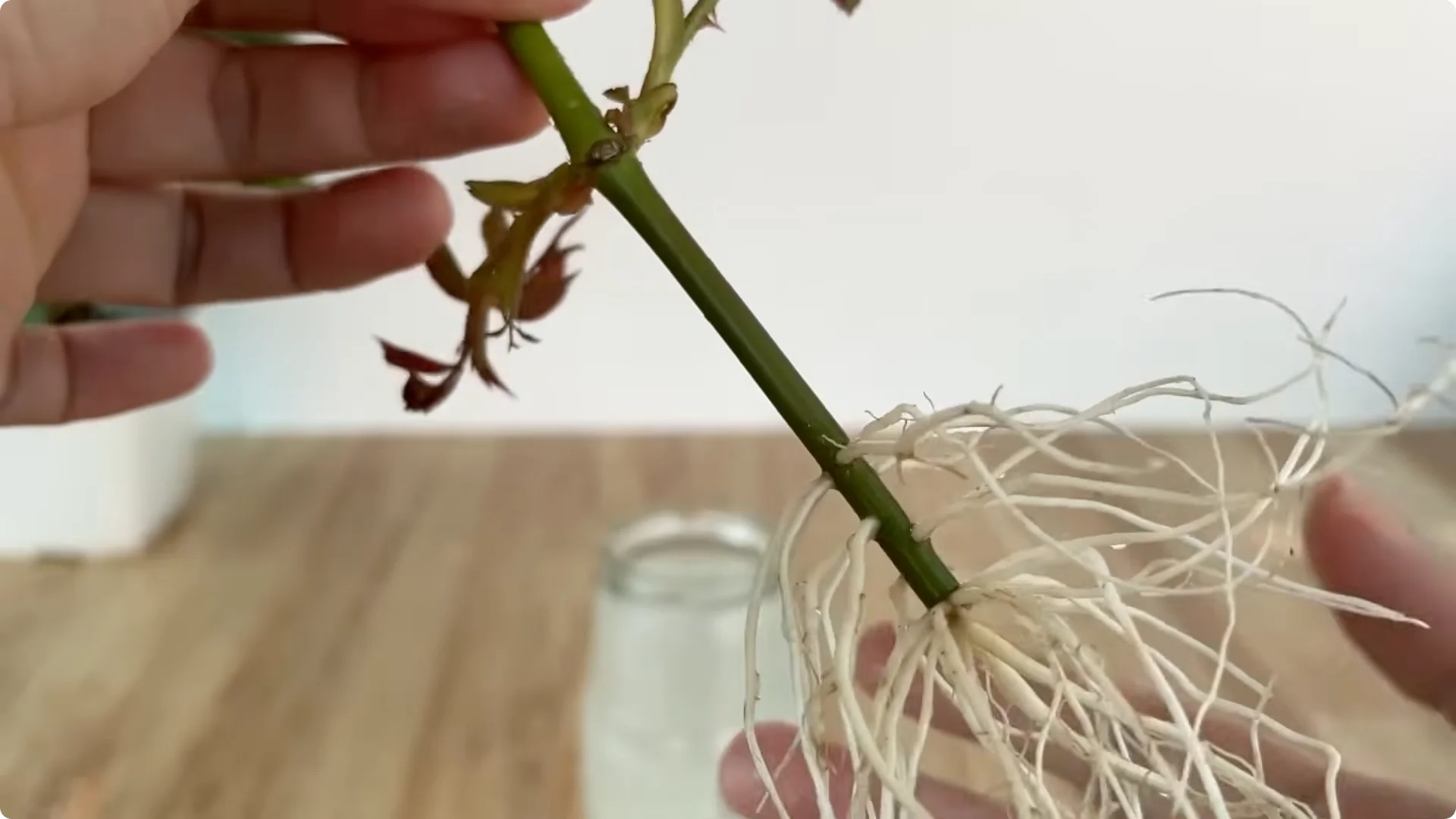 How One Egg Can Transform Your Rose Plant’s Roots and Blooms screenshot 9
