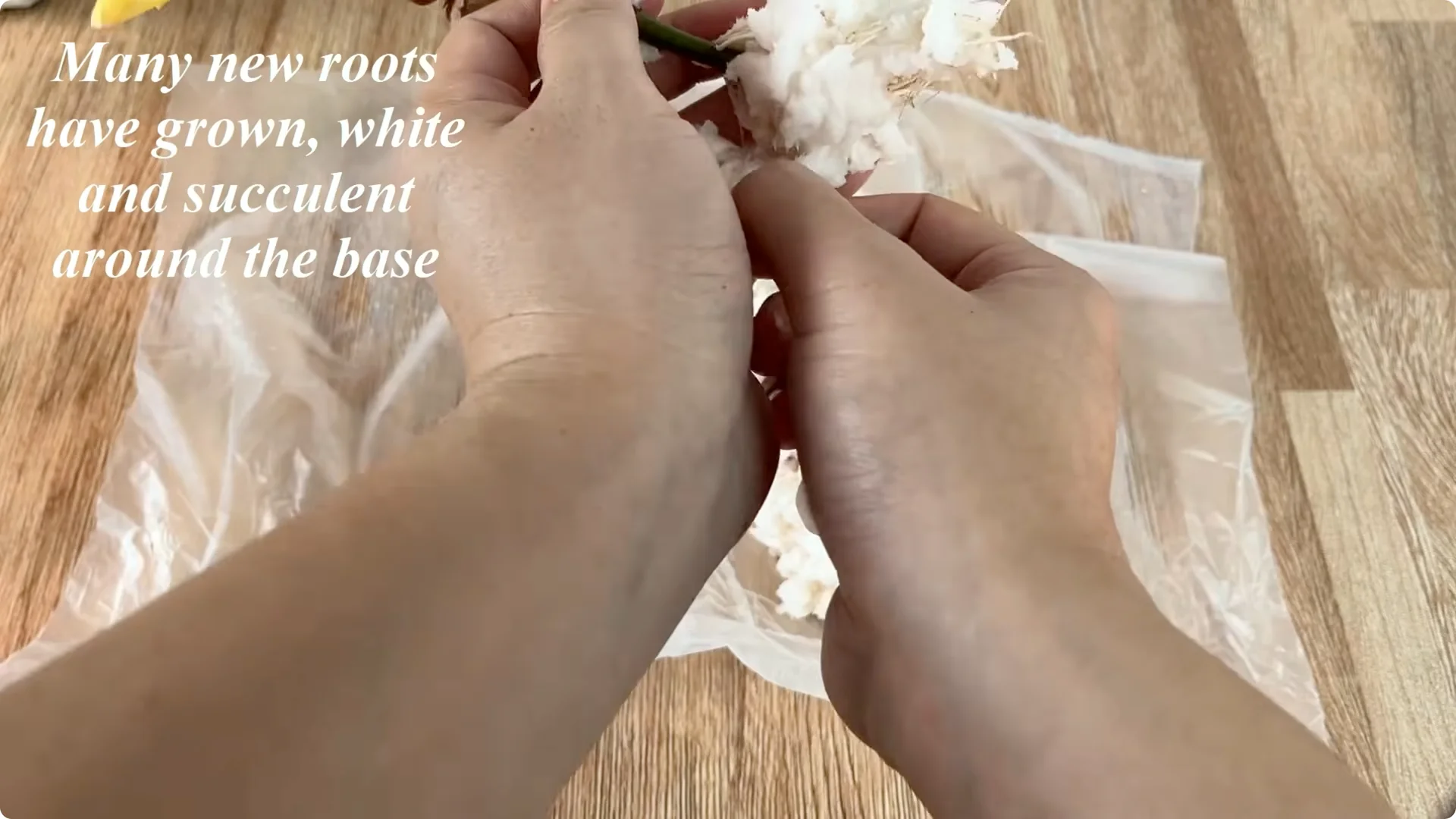 How One Tomato Sparked Rose Cuttings to Root 900% Faster screenshot 9