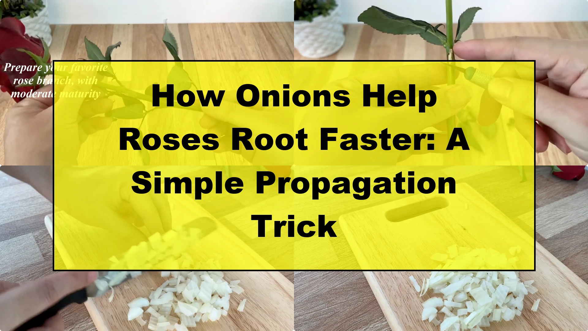 How Onions Help Roses Root Faster: A Simple Propagation Trick - Featured Image