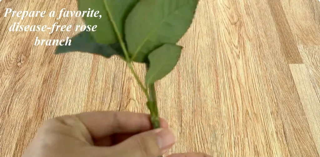 How Potato Peels Can Help Rose Stems Root Faster screenshot 1