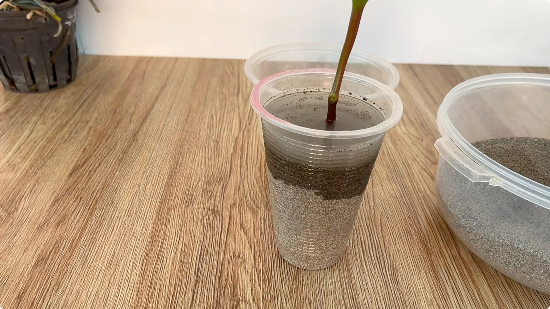 How Rose Cuttings Can Sprout 900% Faster and Bloom Year-Round screenshot 10