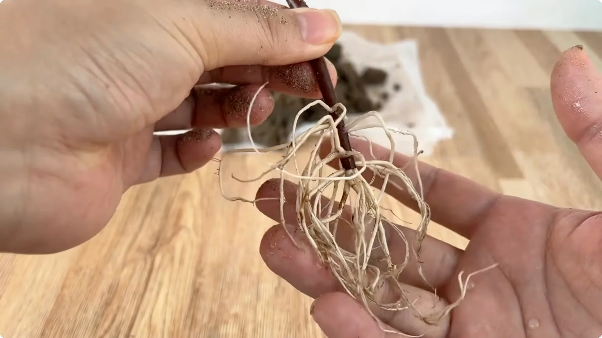 How Rose Cuttings Can Sprout 900% Faster and Bloom Year-Round screenshot 15