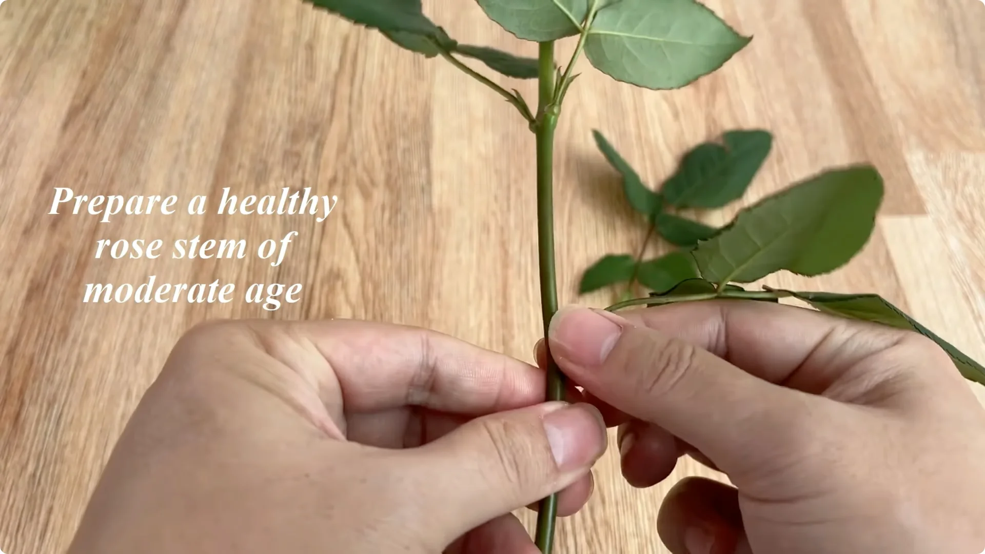 How Rose Cuttings Root and Sprout 9x Faster Than Usual screenshot 2