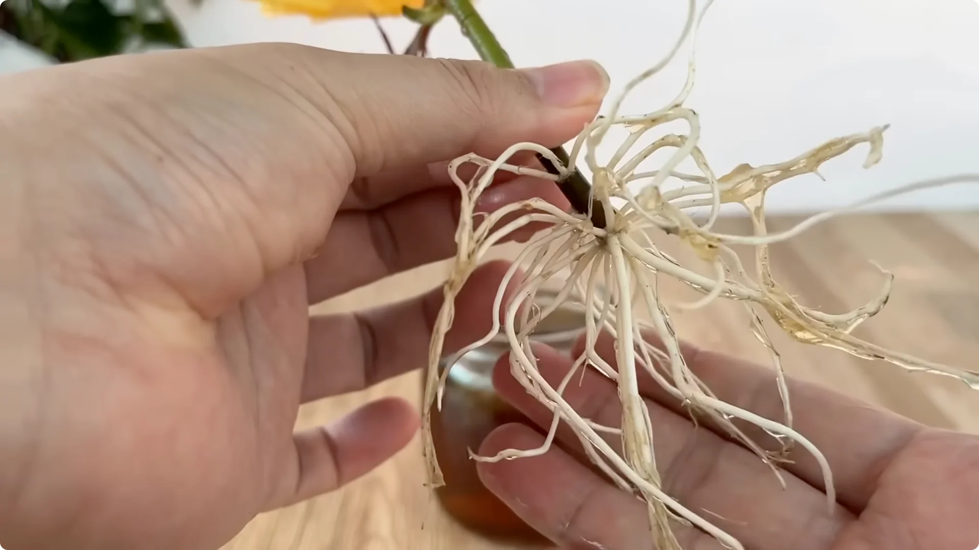 How This Simple Trick Grows Rose Stems with Thousands of Roots screenshot 8