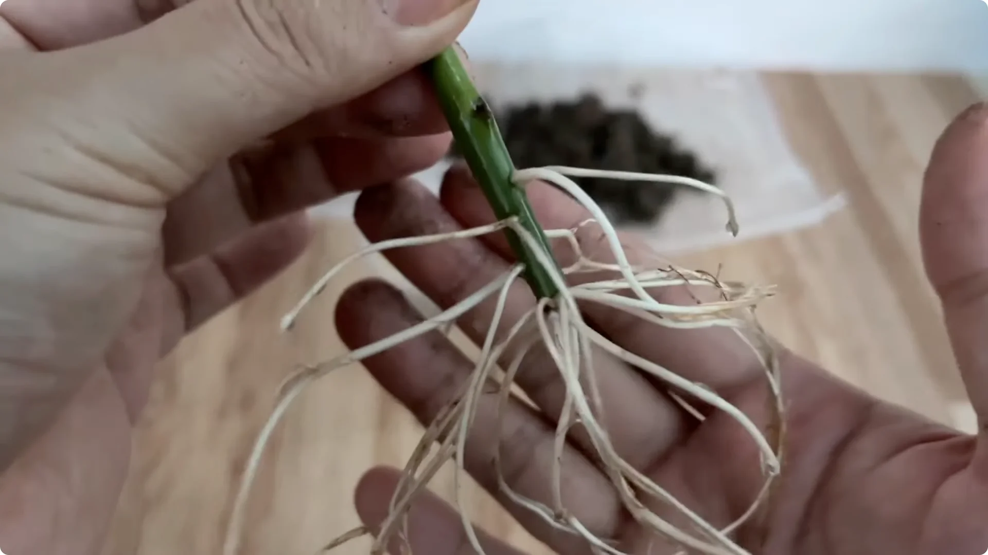 How This Simple Trick Helps Rose Cuttings Root and Bloom Fast screenshot 8