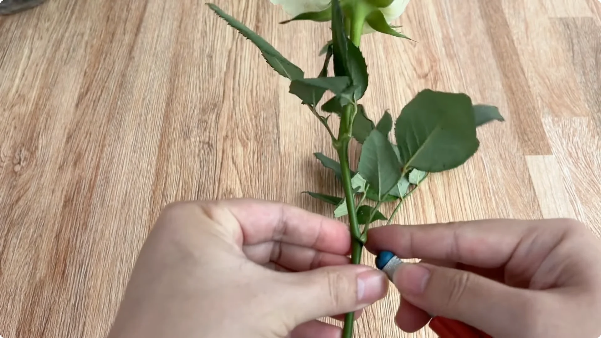 How to Easily Propagate Roses for Stunning Results screenshot 2