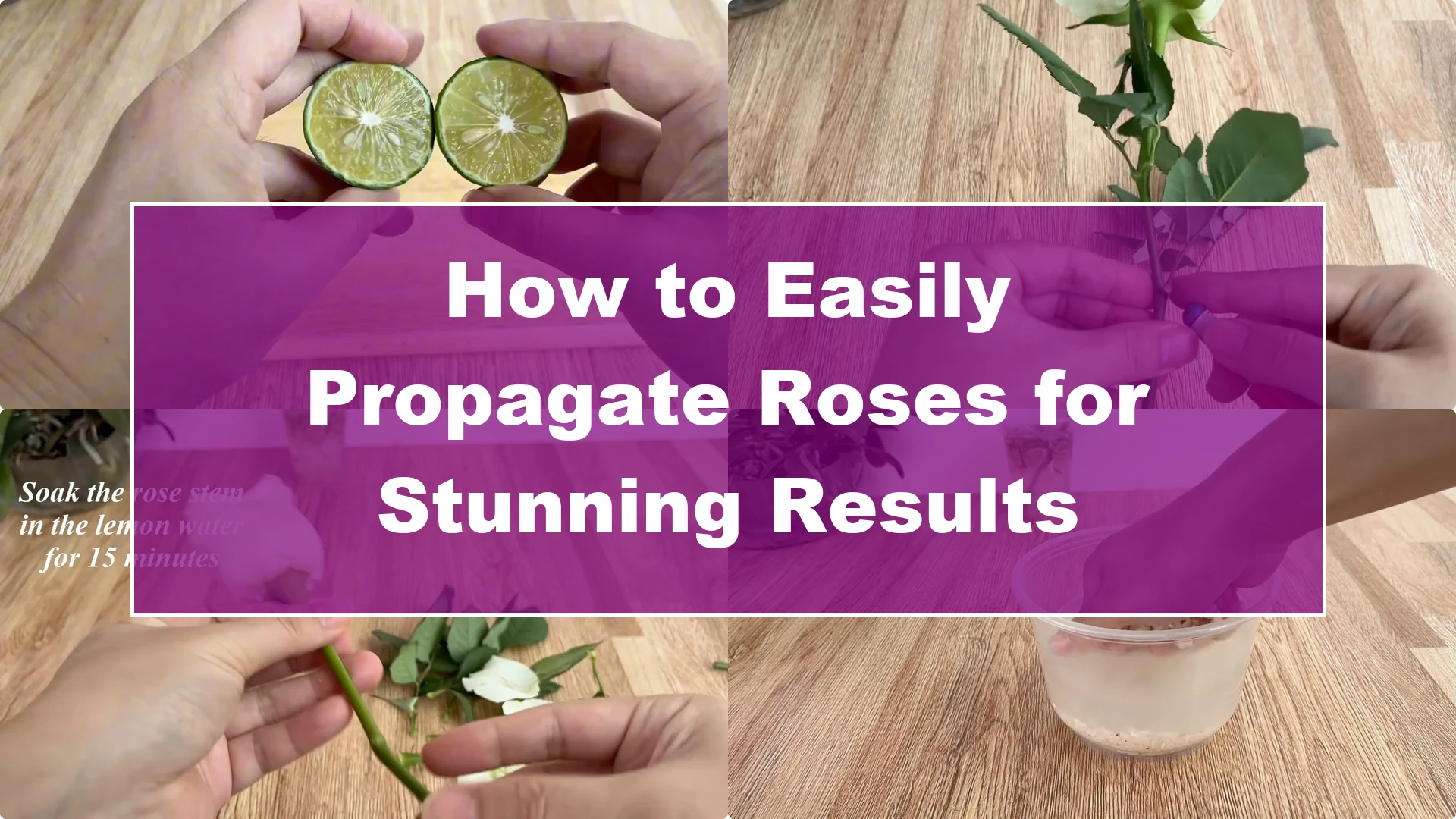 How to Easily Propagate Roses for Stunning Results - Featured Image