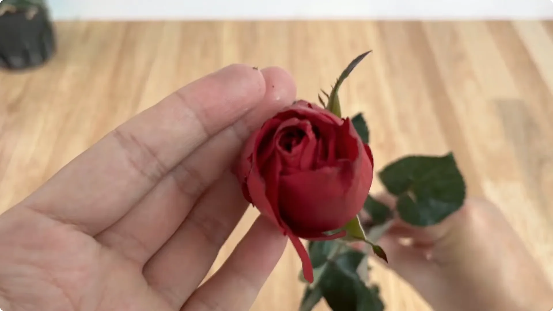 How to Easily Propagate Roses with This Simple Method screenshot 1