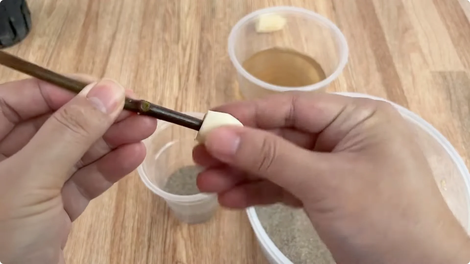 How to Easily Propagate Roses with This Simple Method screenshot 15