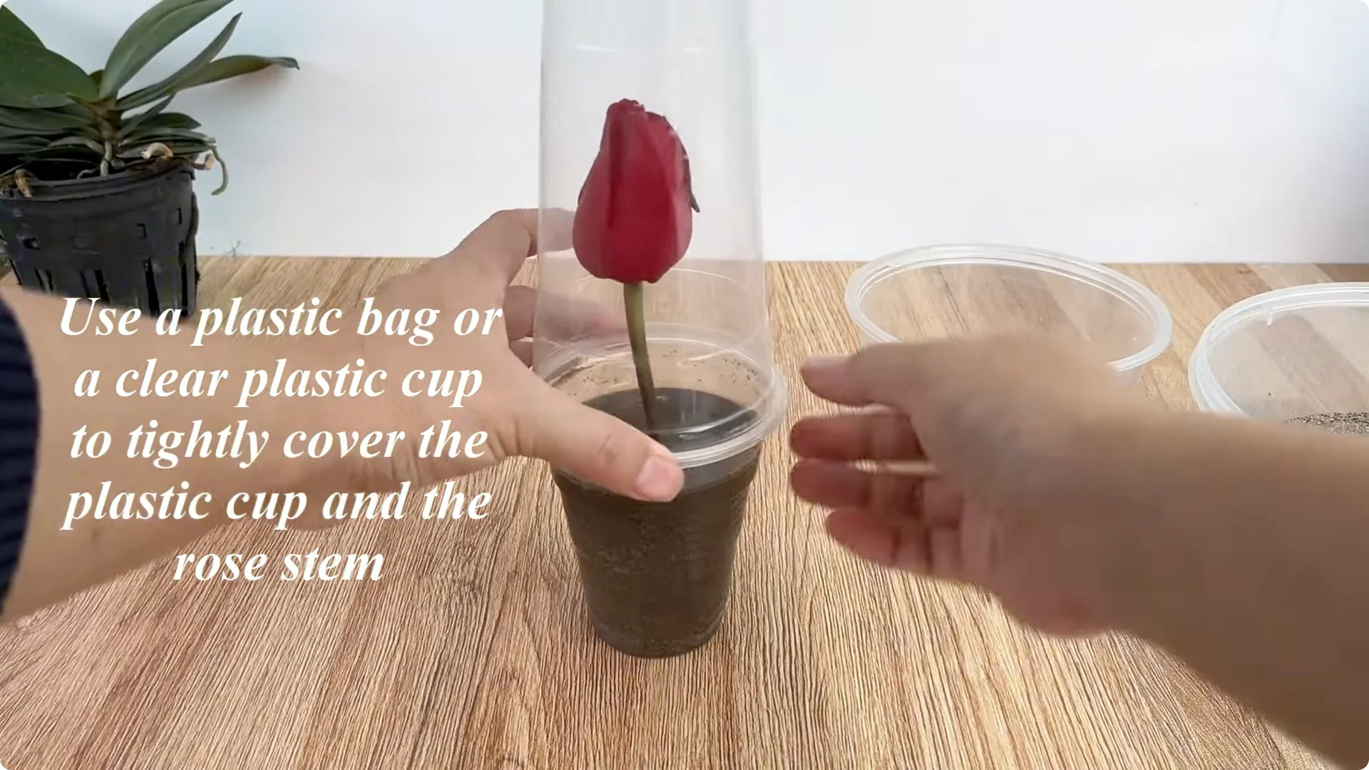 How to Easily Propagate Roses with This Simple Method screenshot 18