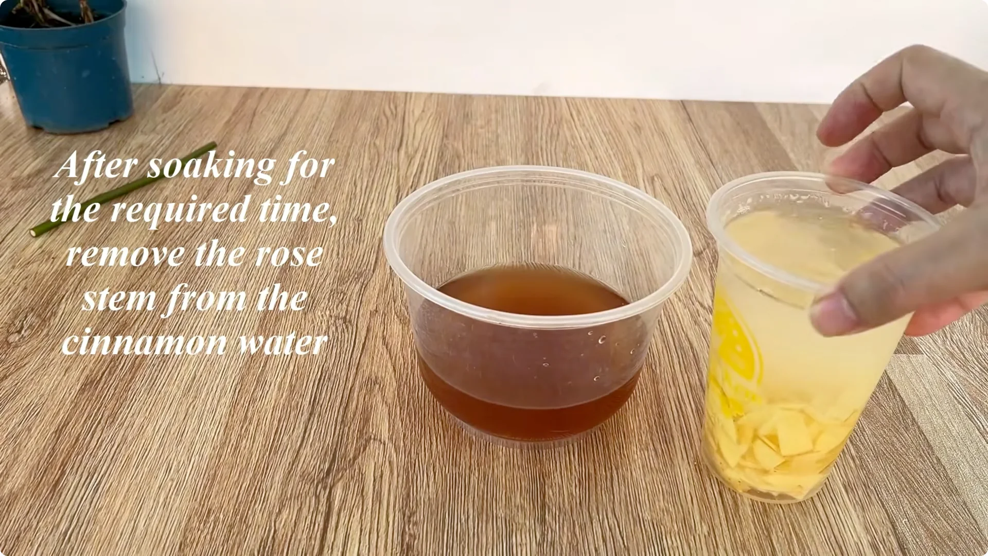 How to Help Rose Cuttings Root Faster and Stronger screenshot 5