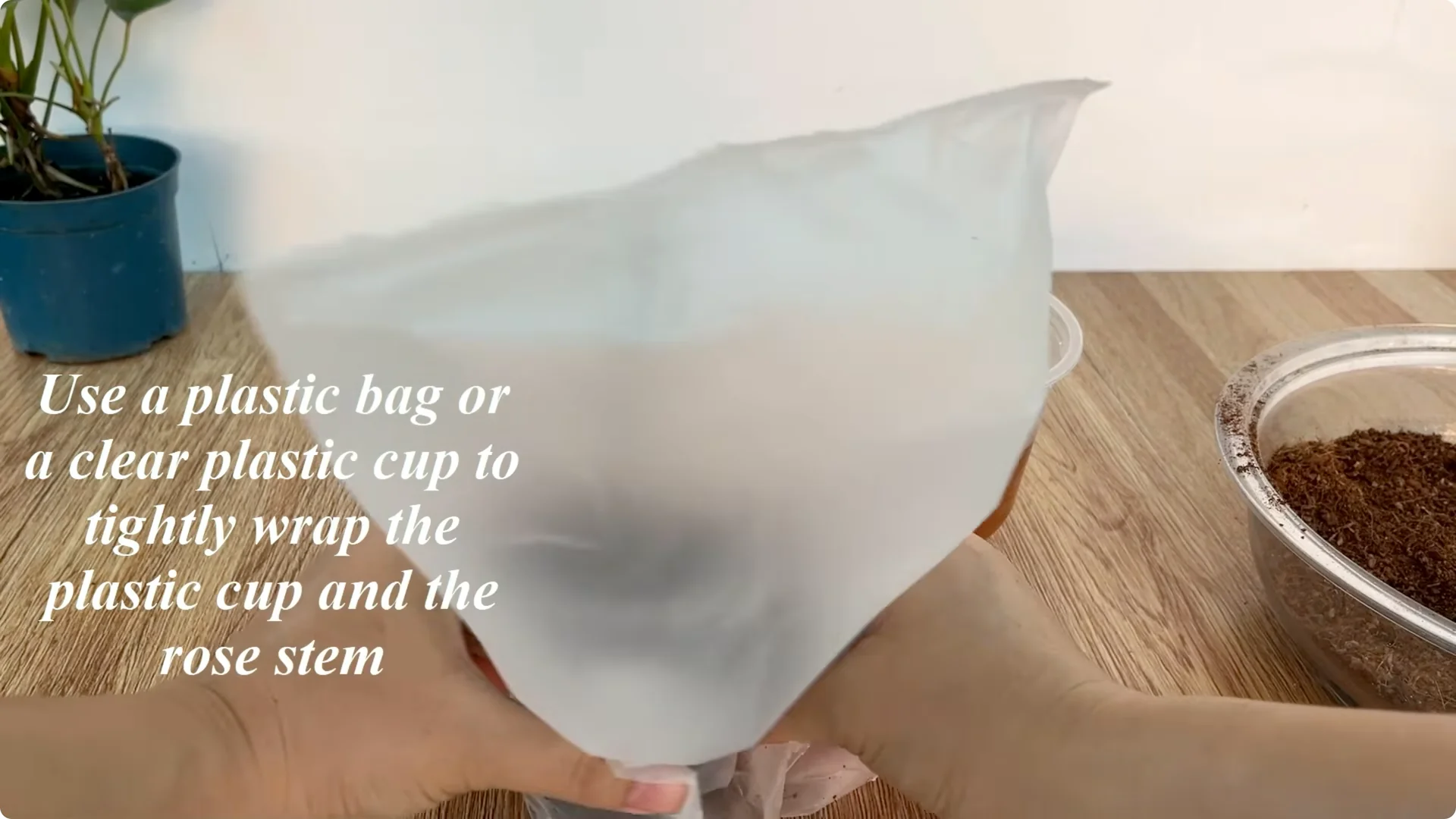 How to Help Rose Cuttings Root Faster and Stronger screenshot 7