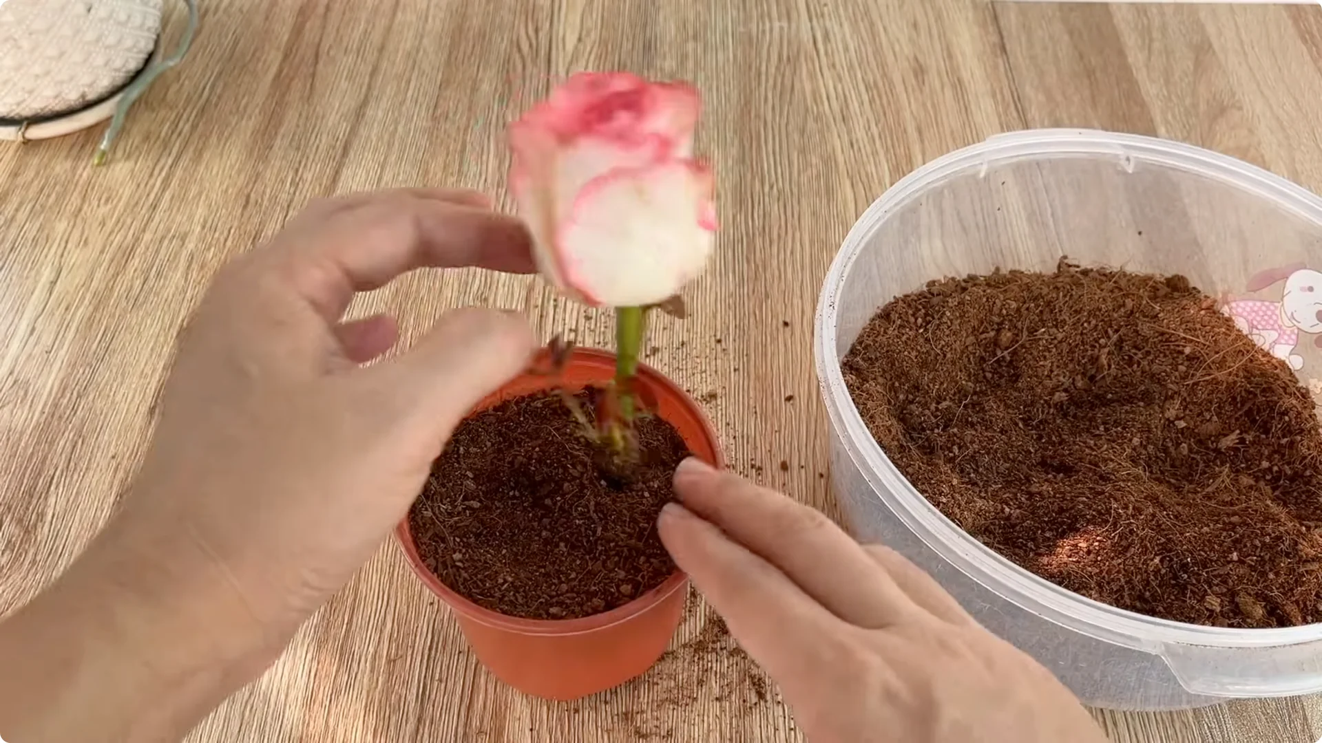 How to Help Roses Root and Sprout Overnight Easily screenshot 10