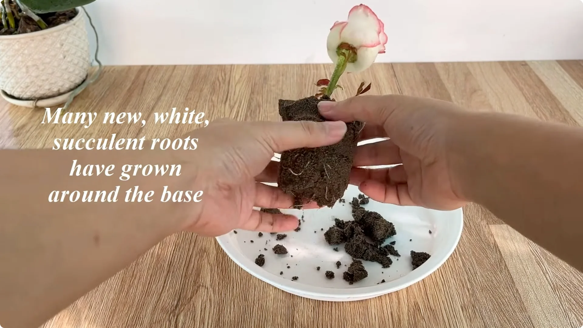 How to Help Roses Root and Sprout Overnight Easily screenshot 8