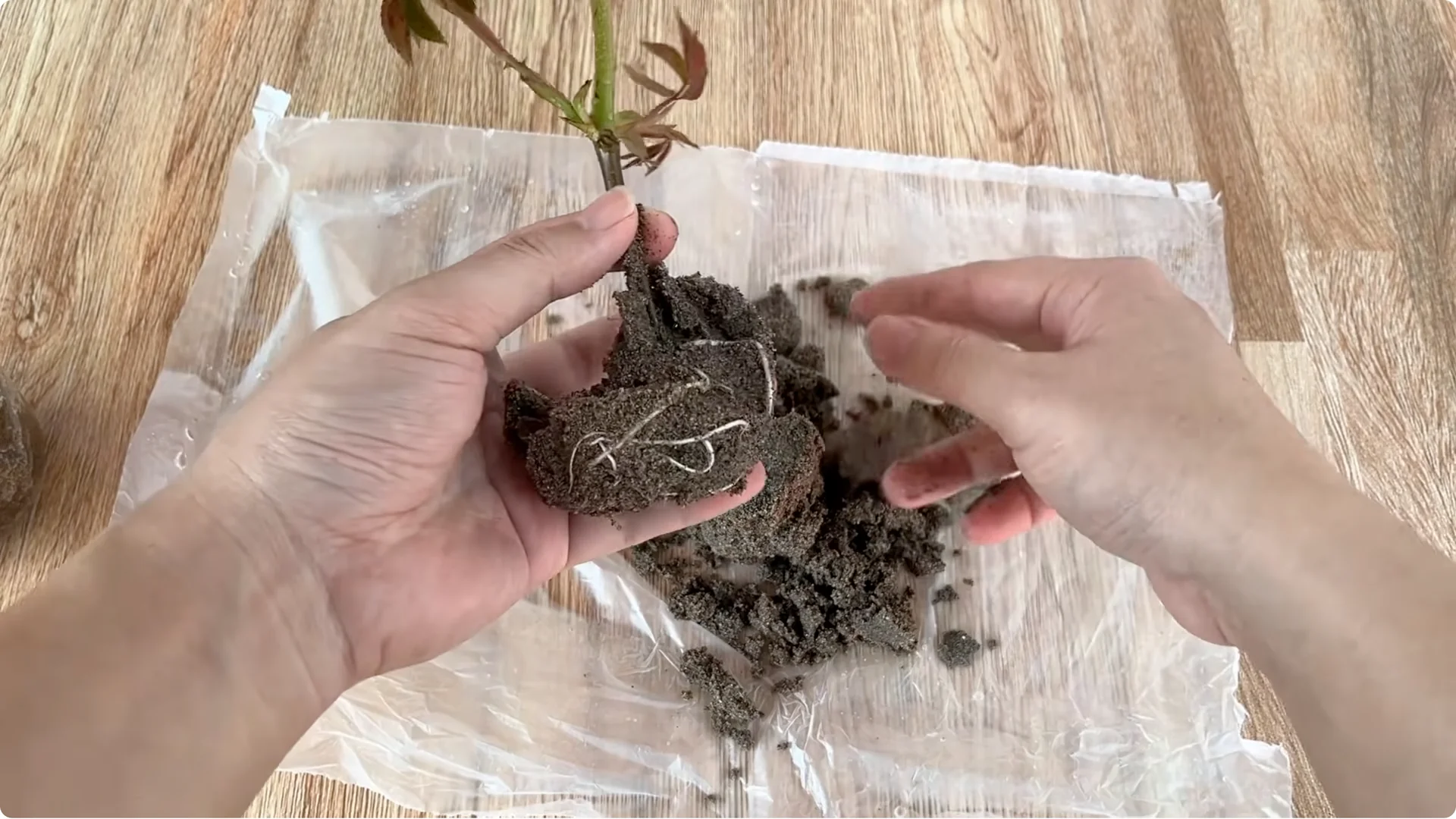 How to Make Rose Branches Root and Sprout Overnight screenshot 10