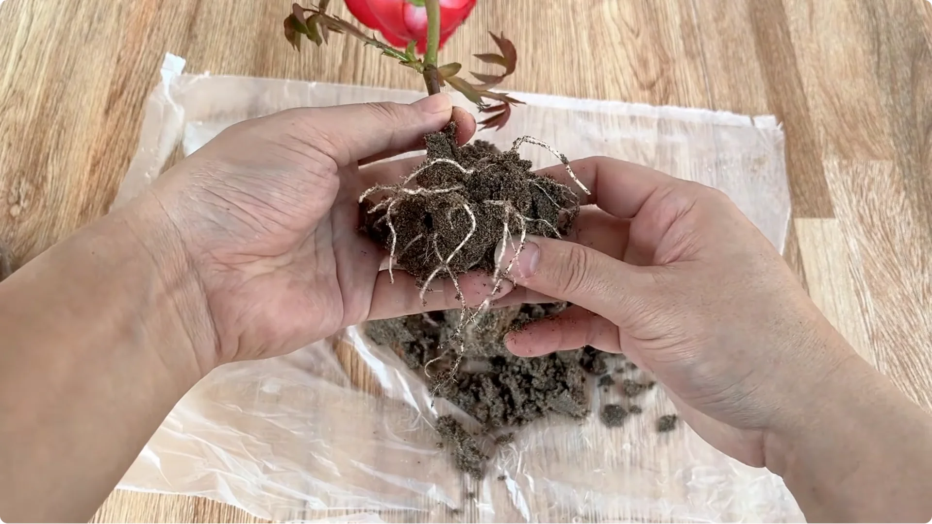 How to Make Rose Branches Root and Sprout Overnight screenshot 11